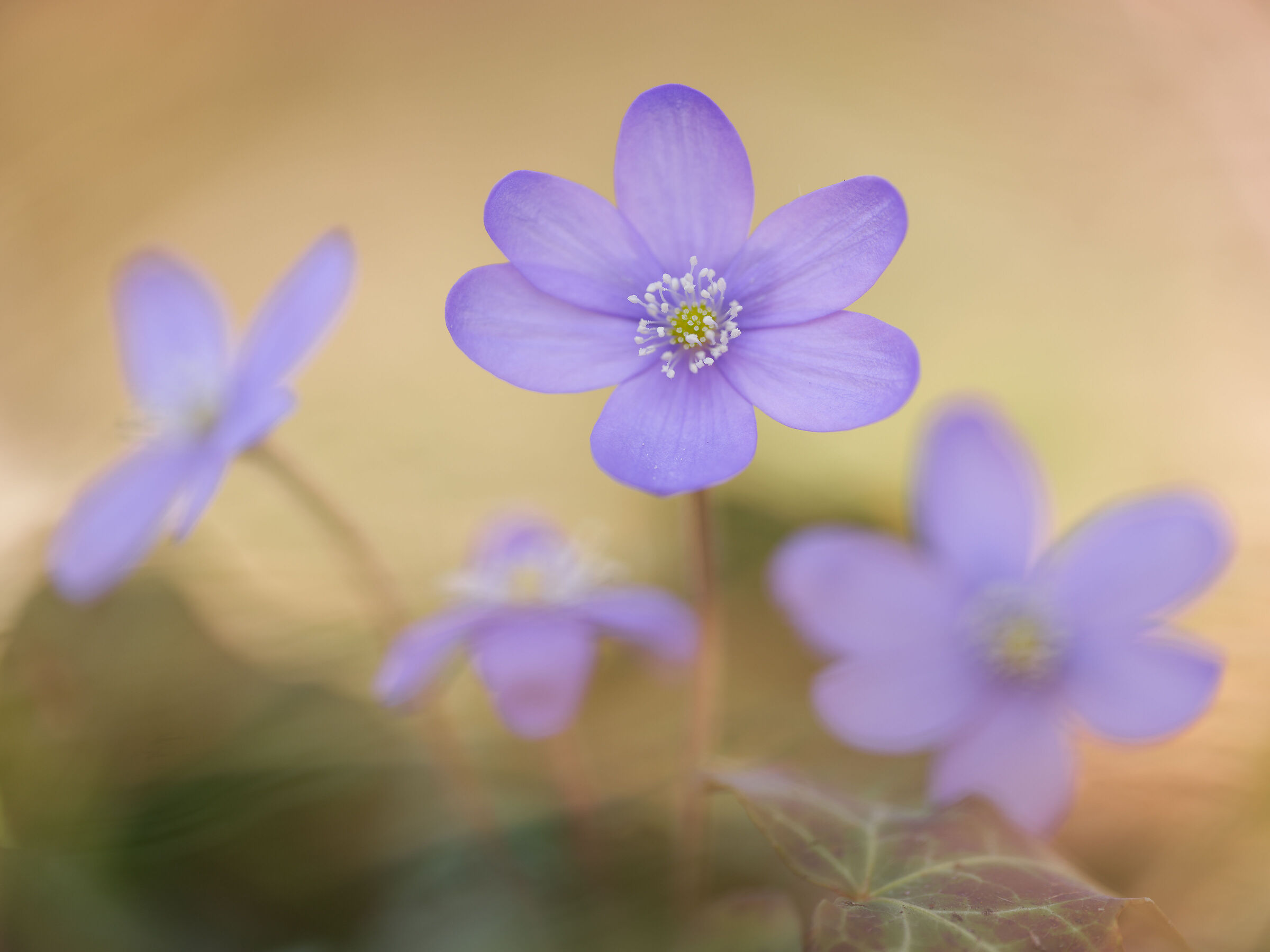 Hepatica nobilis