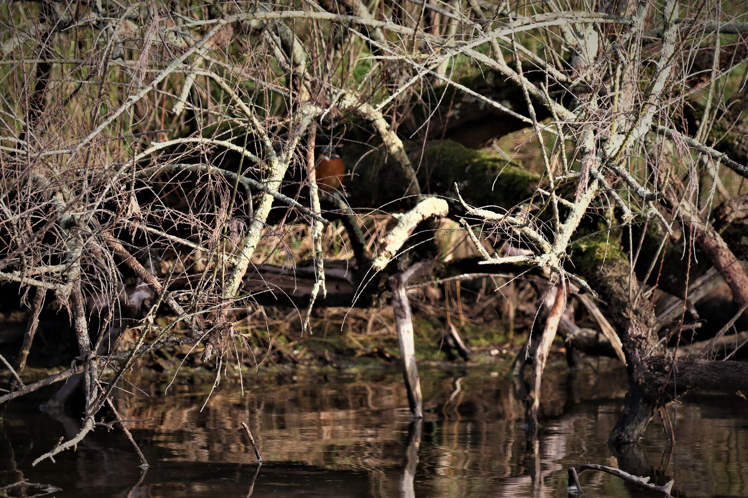I hide