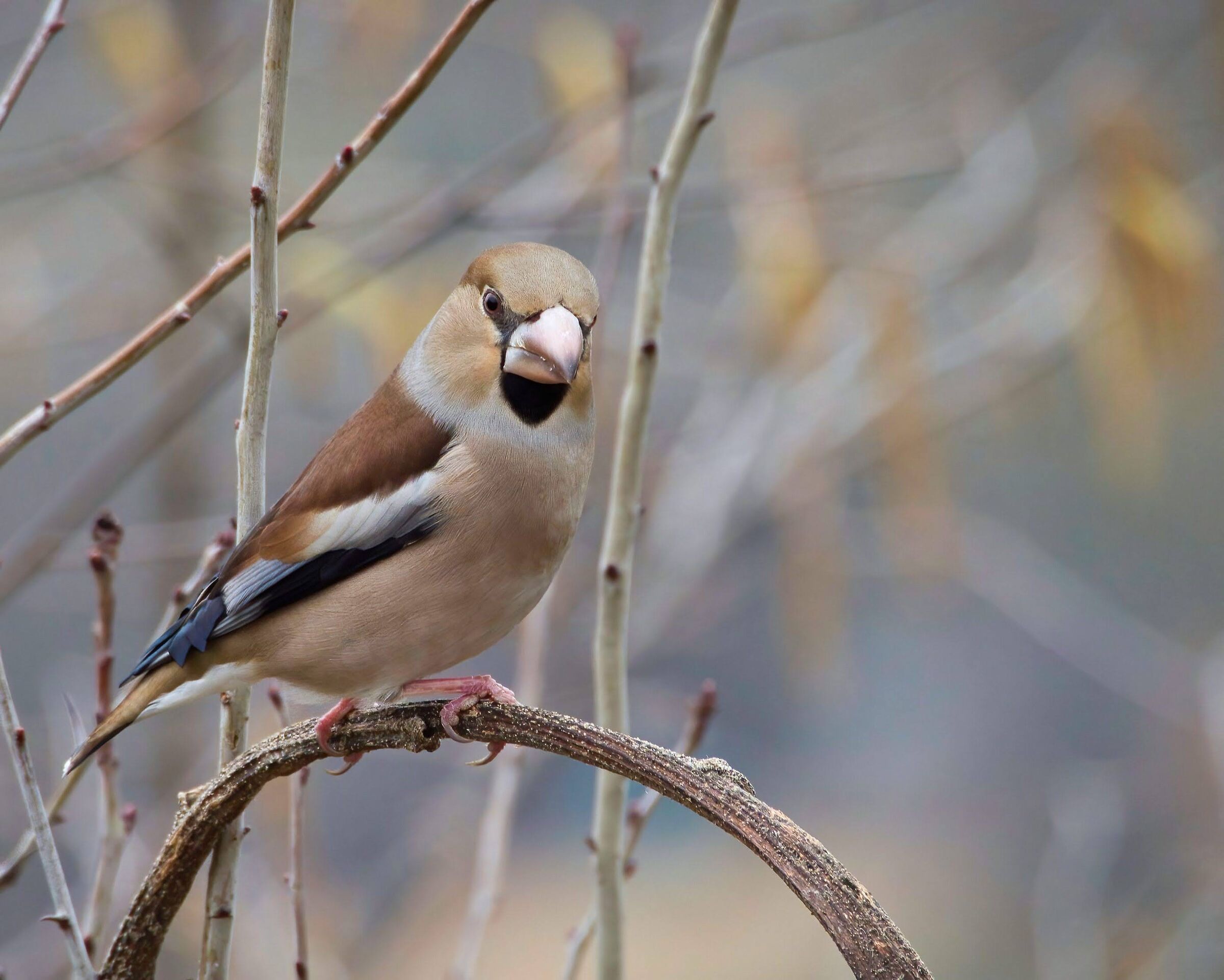 Hawfinch (f)