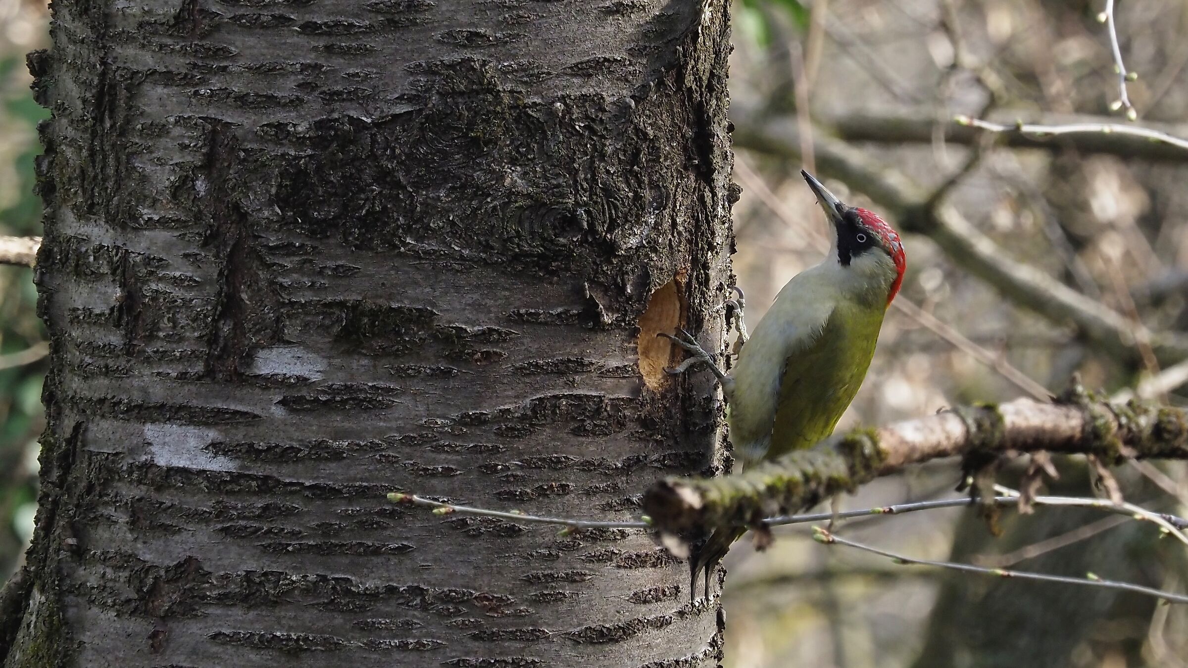 Female green woodpecker