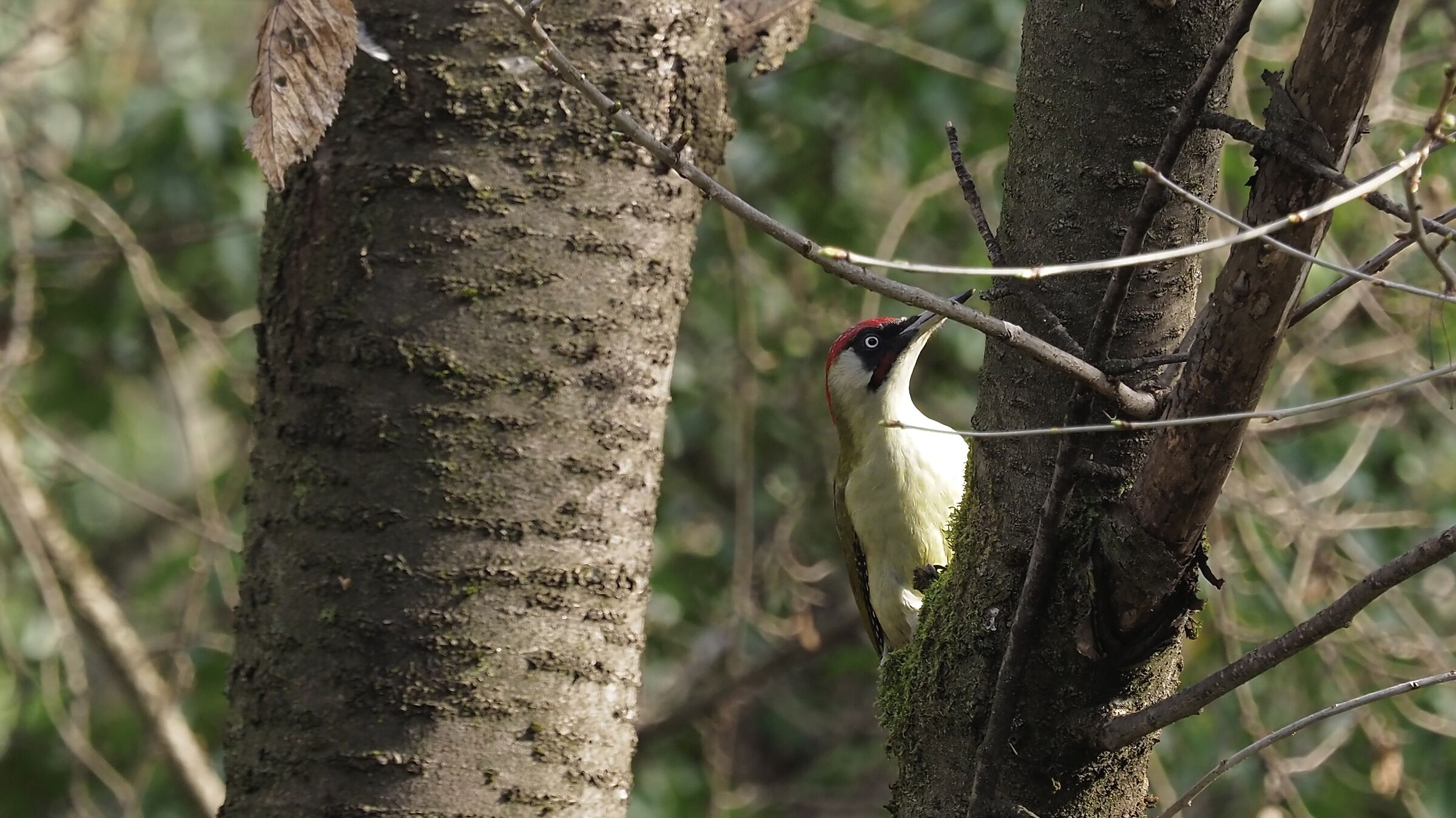 Female green woodpecker
