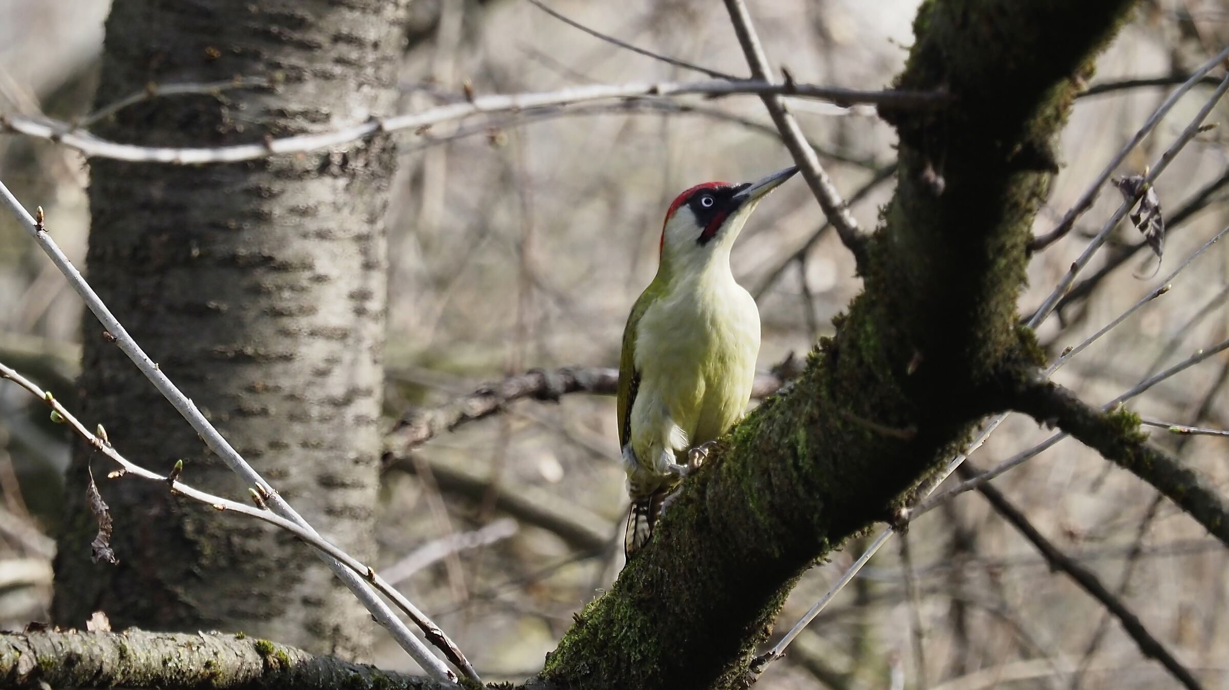 Female green woodpecker