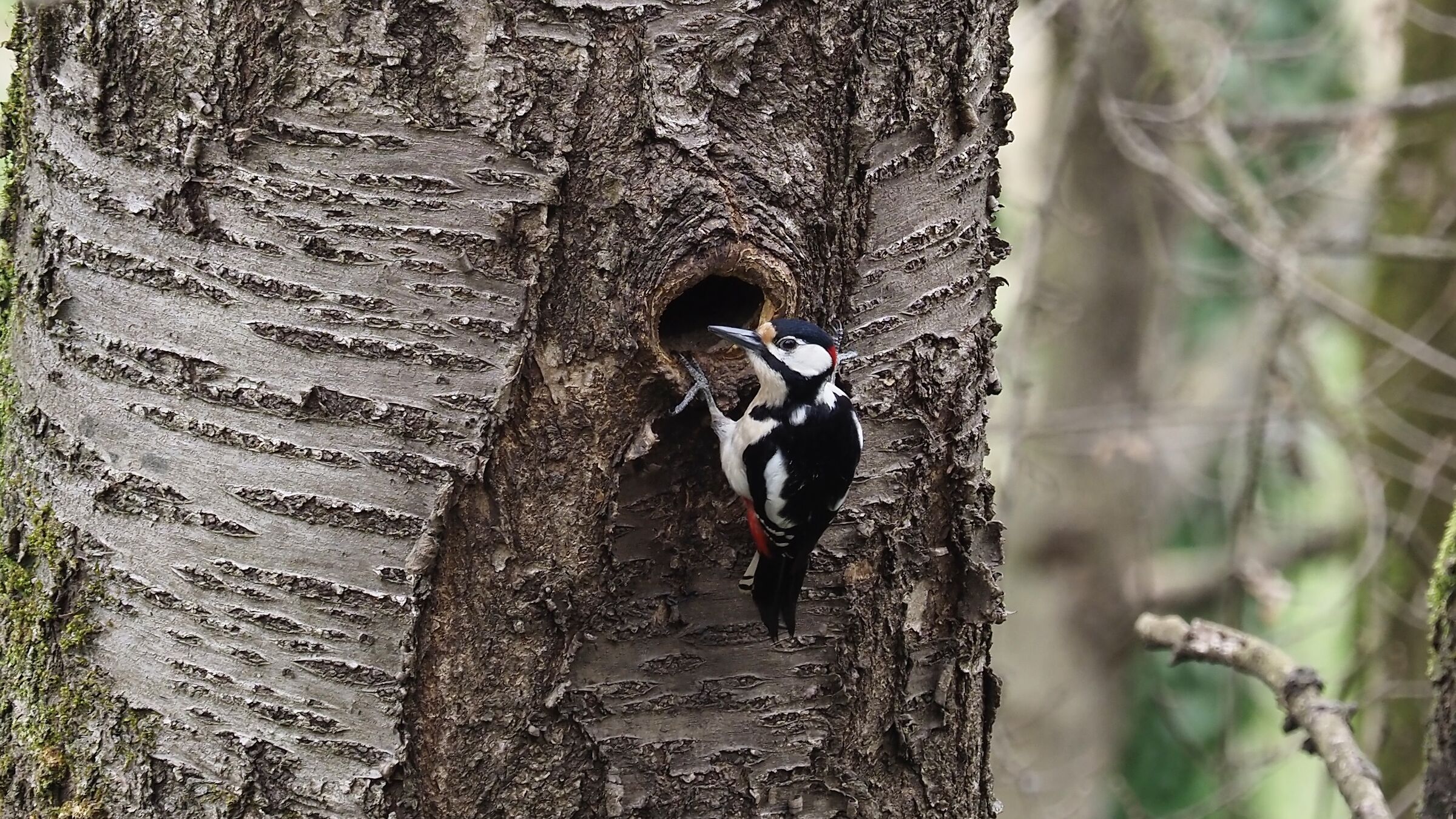 Male spotted woodpecker