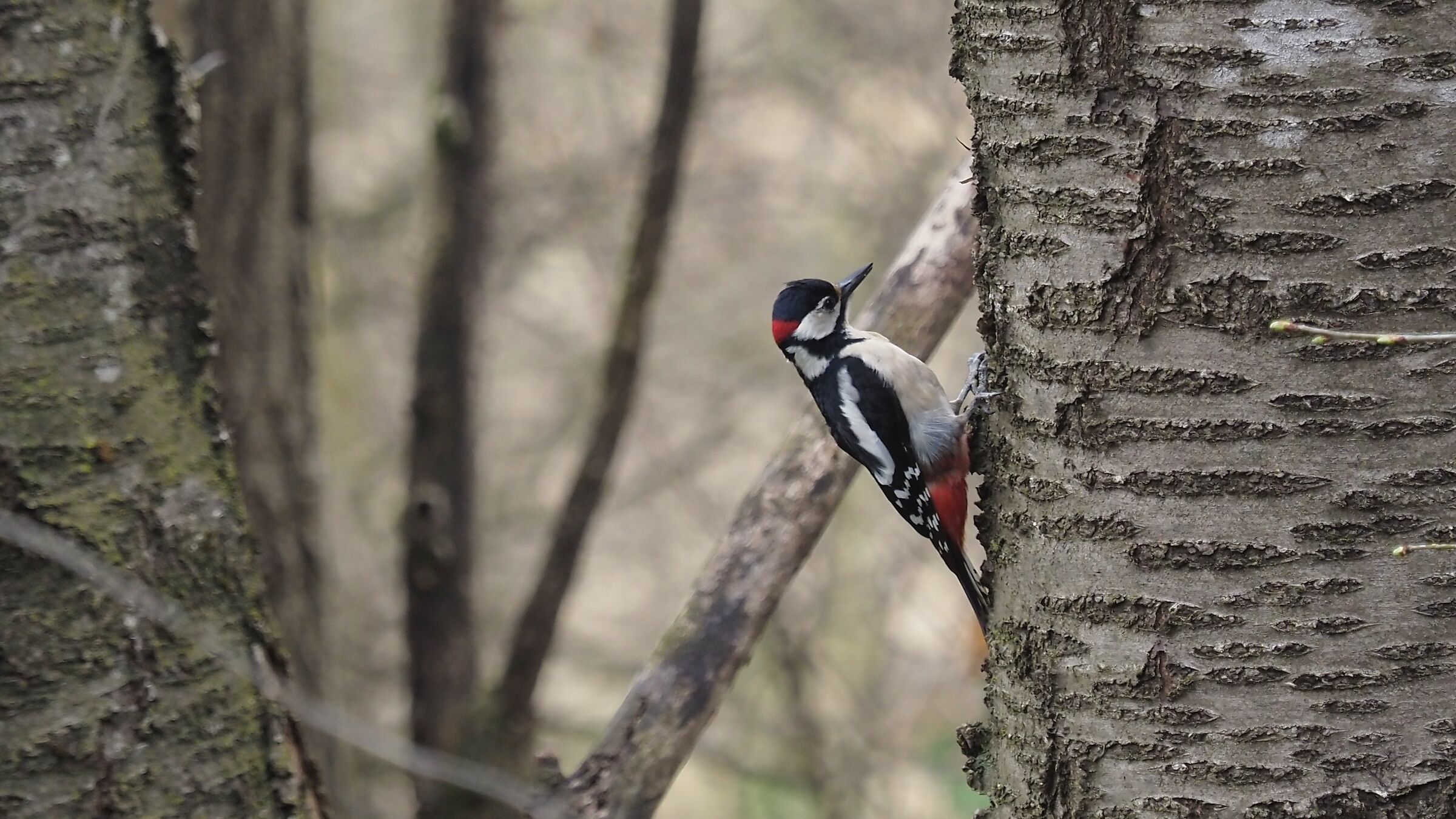 Male spotted woodpecker
