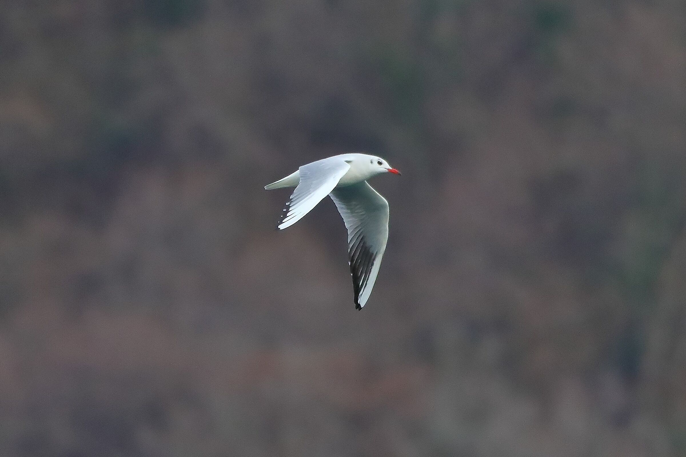 Gabbiano Terrestre 11-01-2023