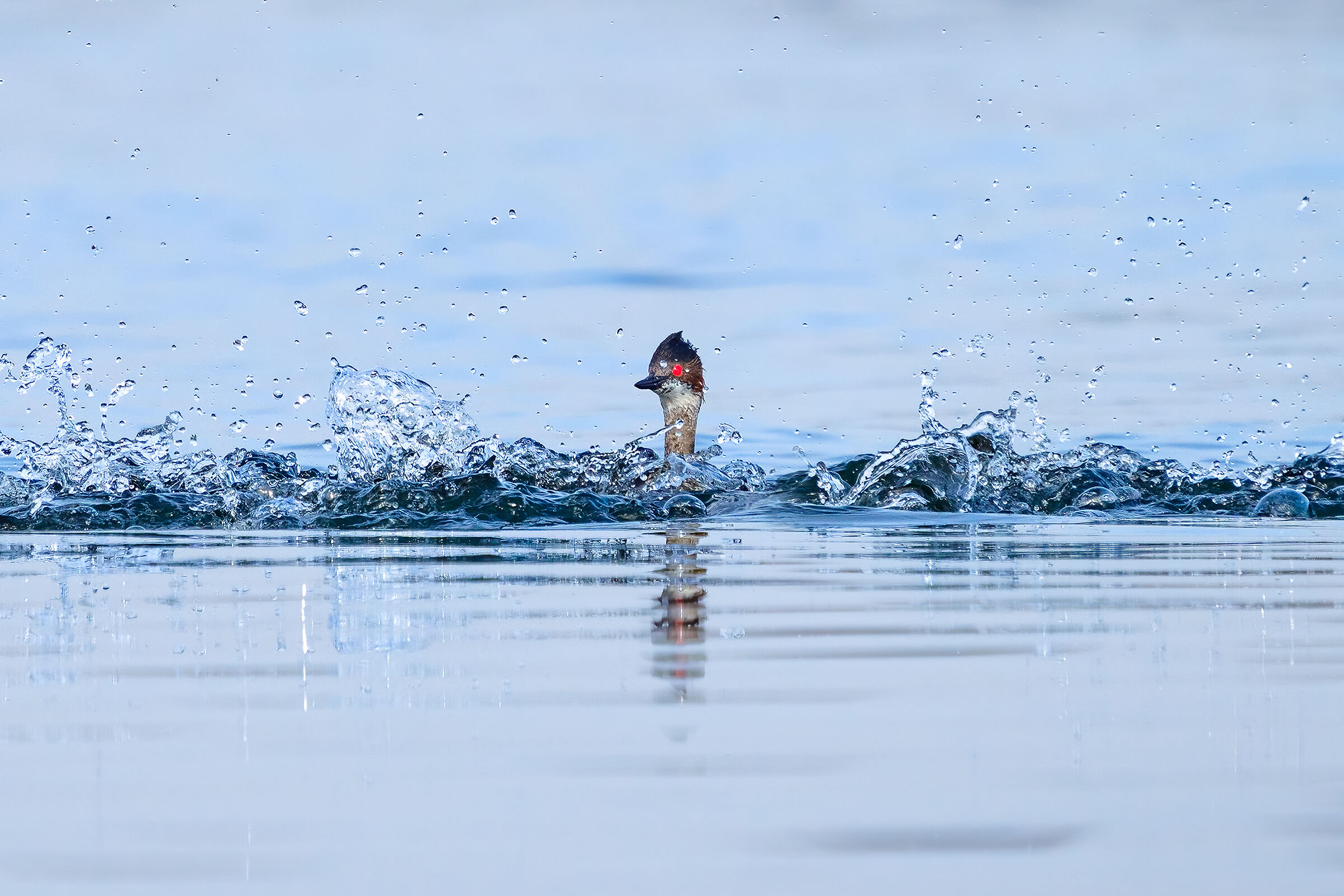 The escape of the lesser grebes