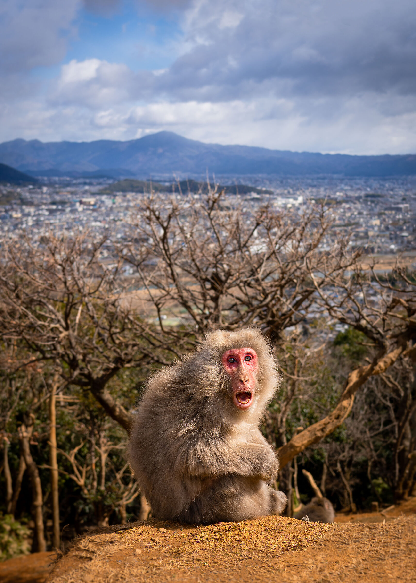 Angry Japanese macaque