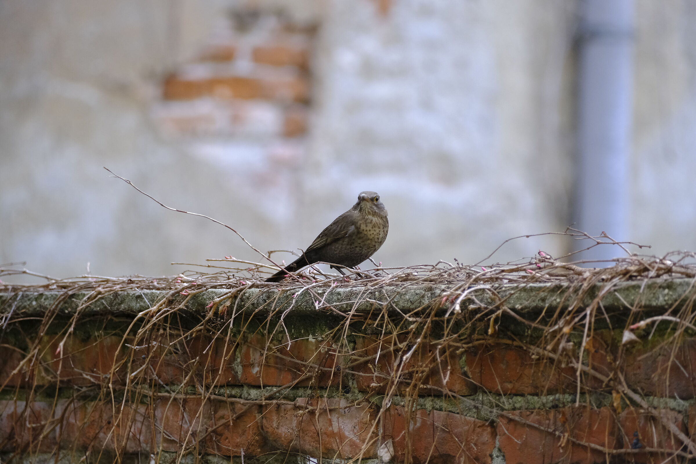 Bird on the wall