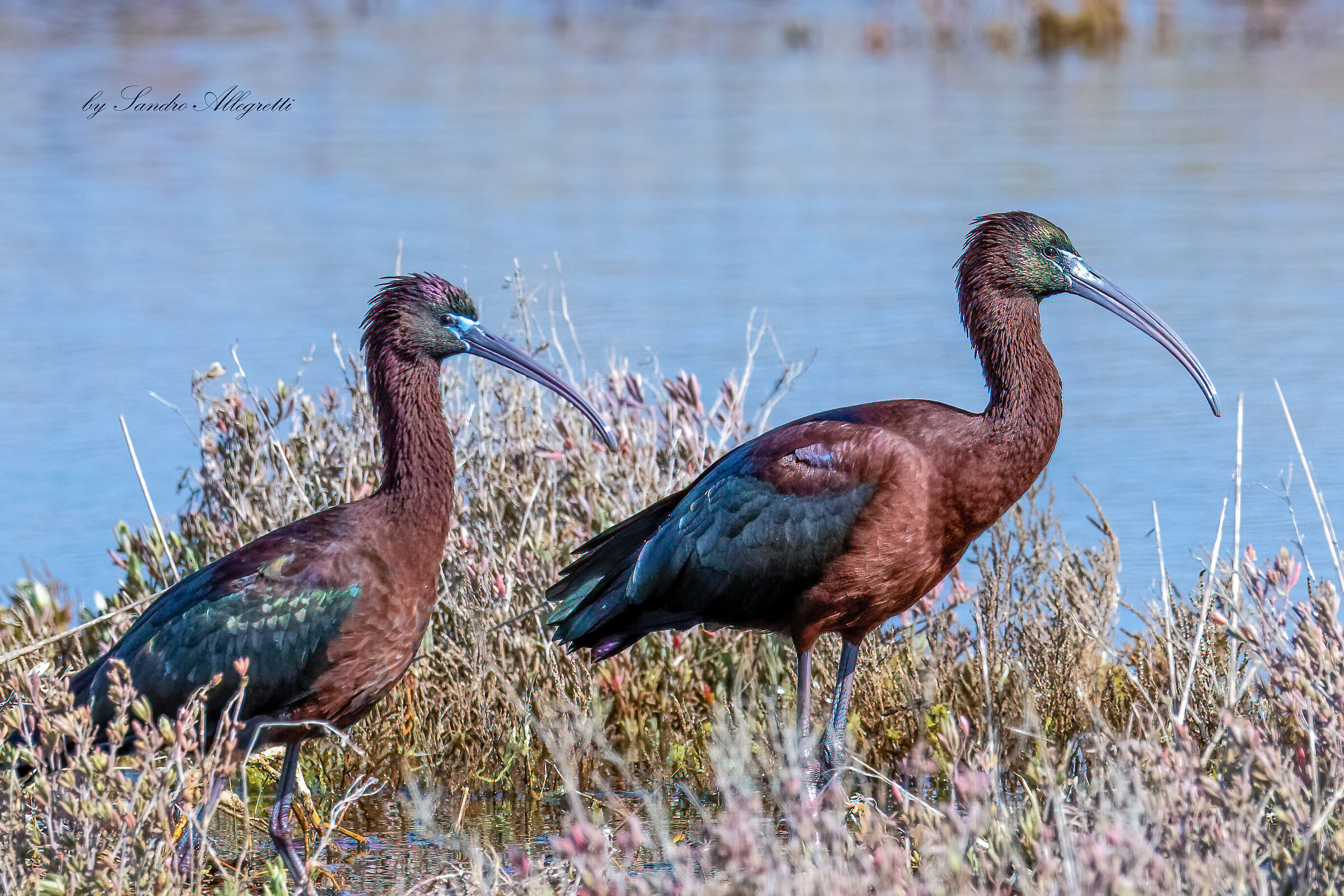 Il mignattaio (Plegadis falcinellus)