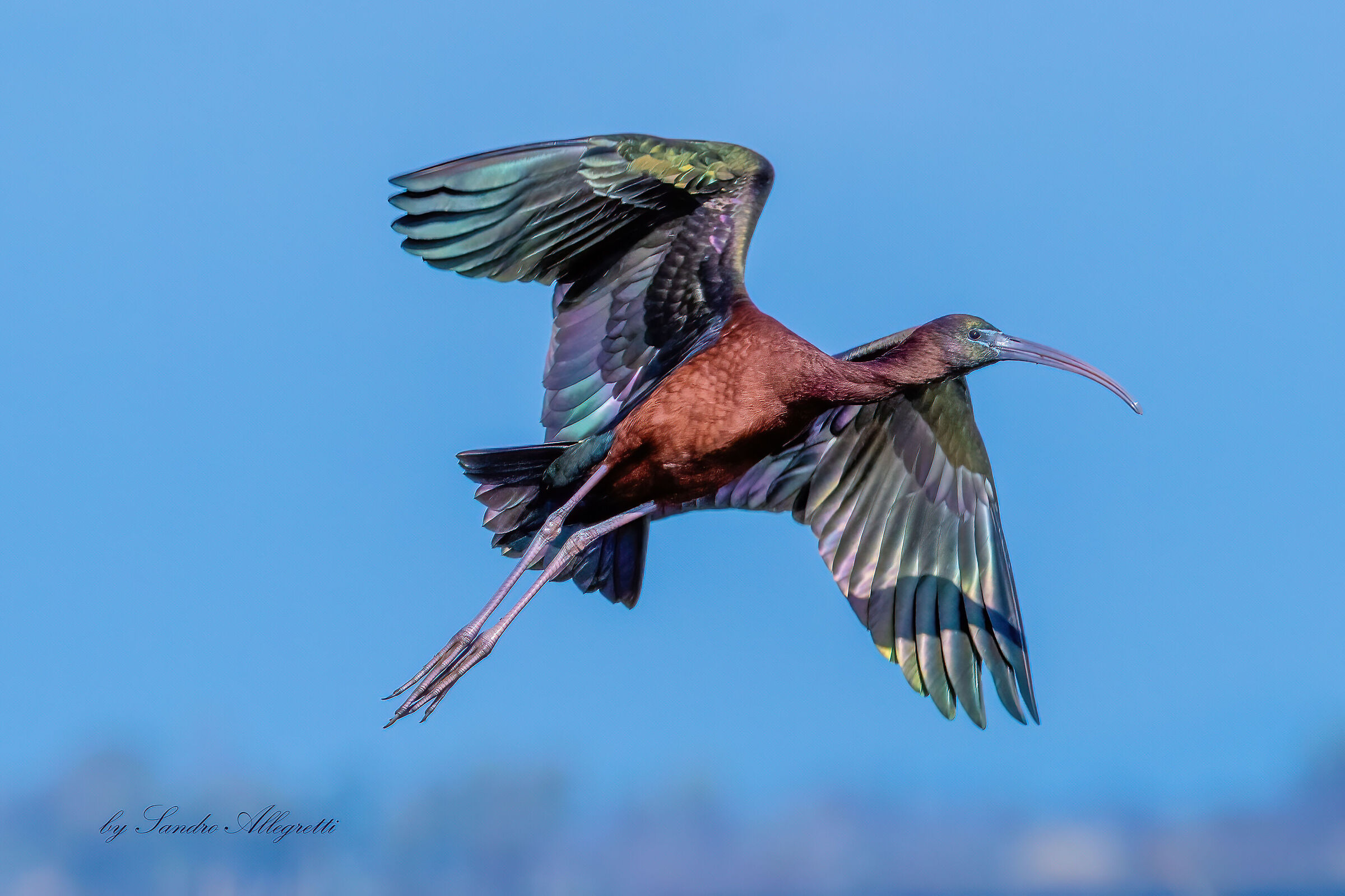 Il mignattaio (Plegadis falcinellus)