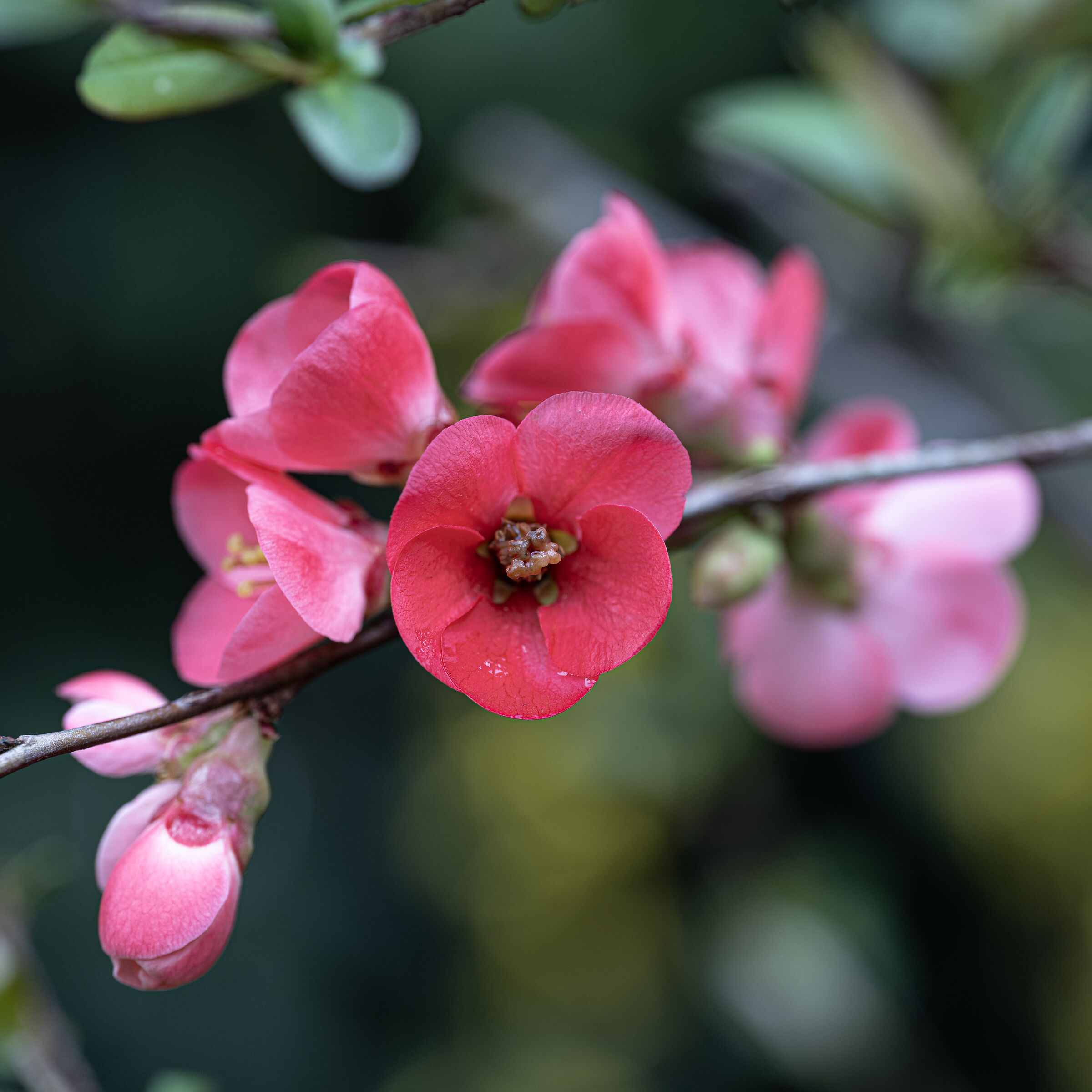 Chaenomeles japonica