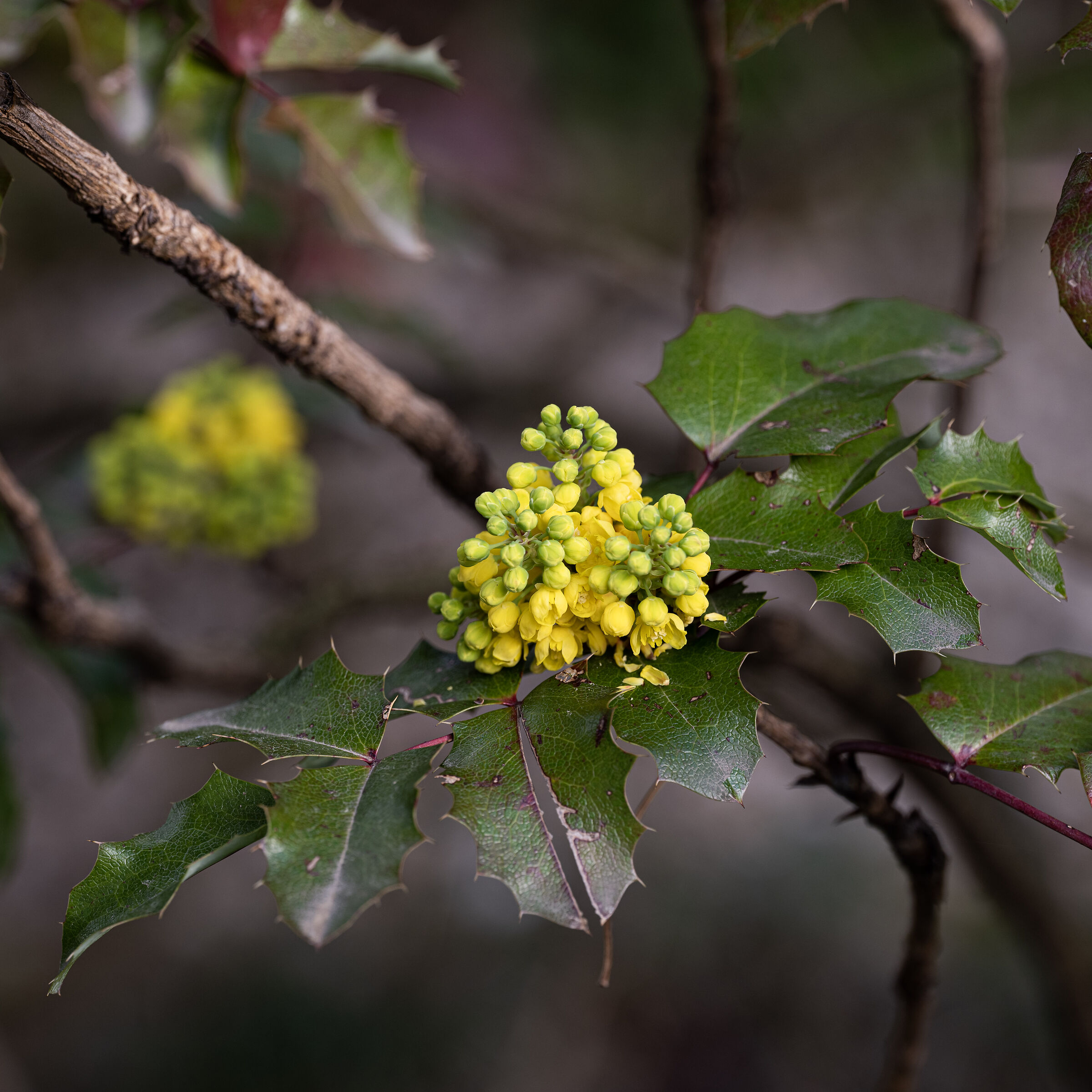 Mahonia