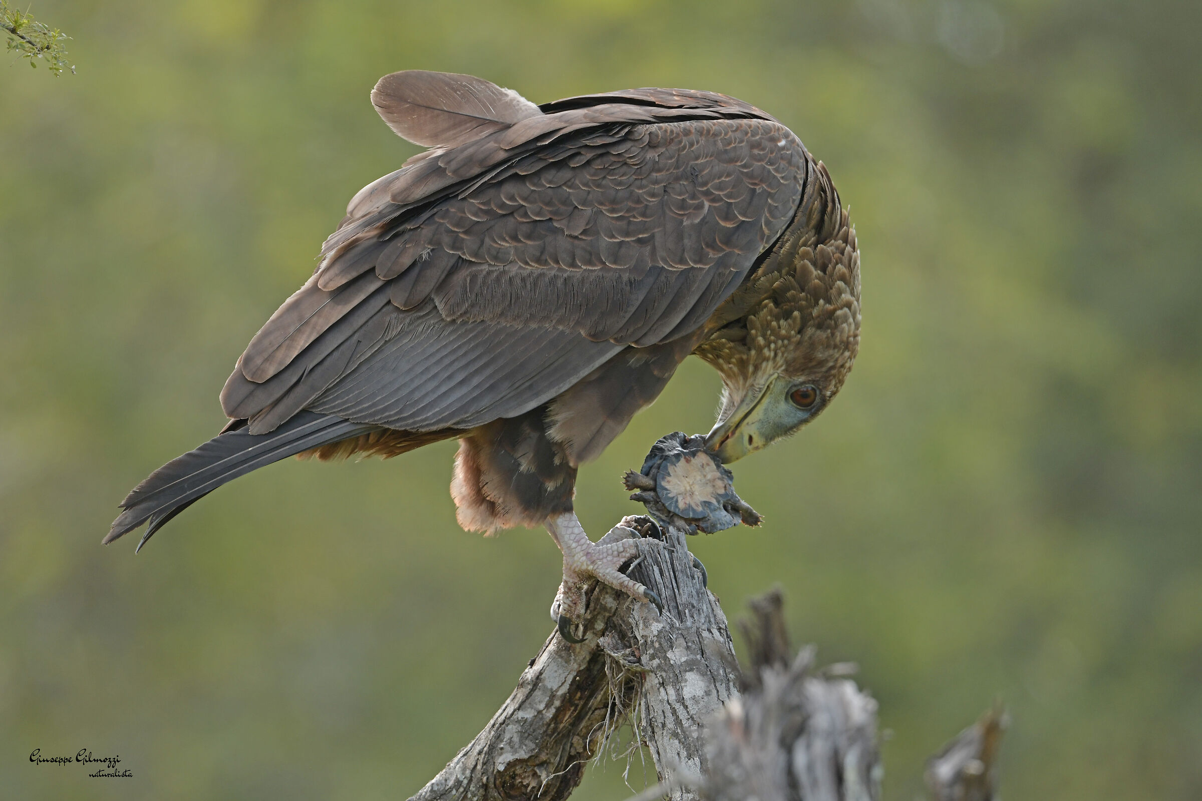 Bird of prey. (Aquila rapax)