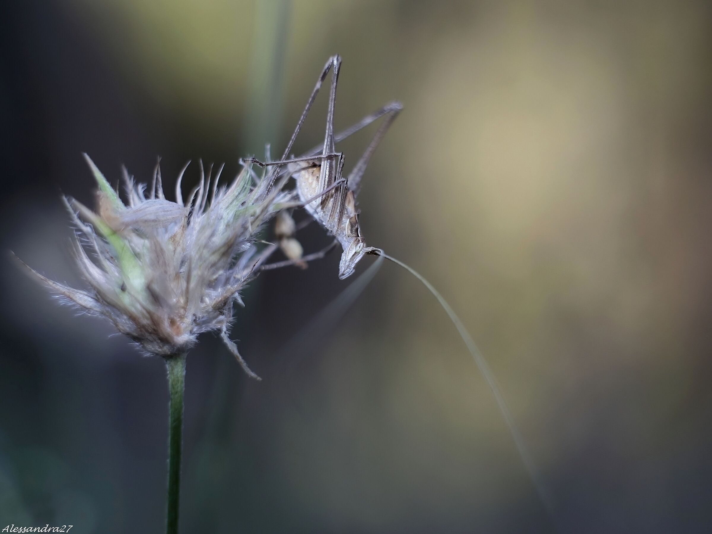 ...a testa in giu' ....