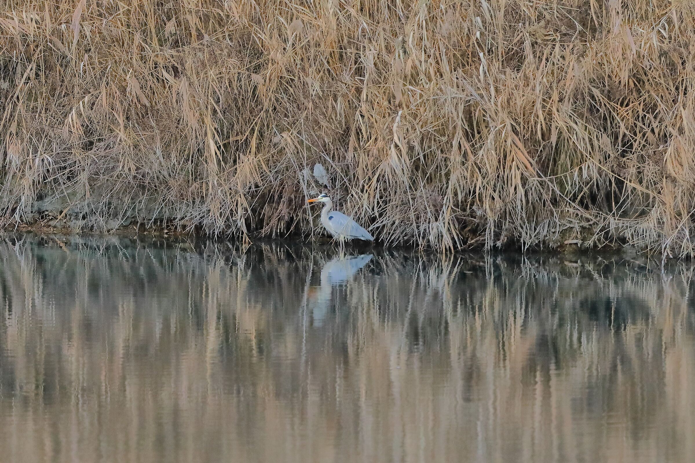 Il canneto 11-01-2023