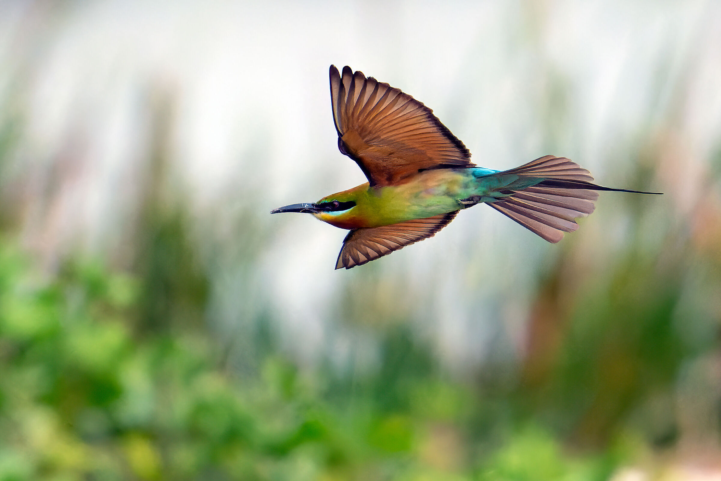 Blue tailed bee eater