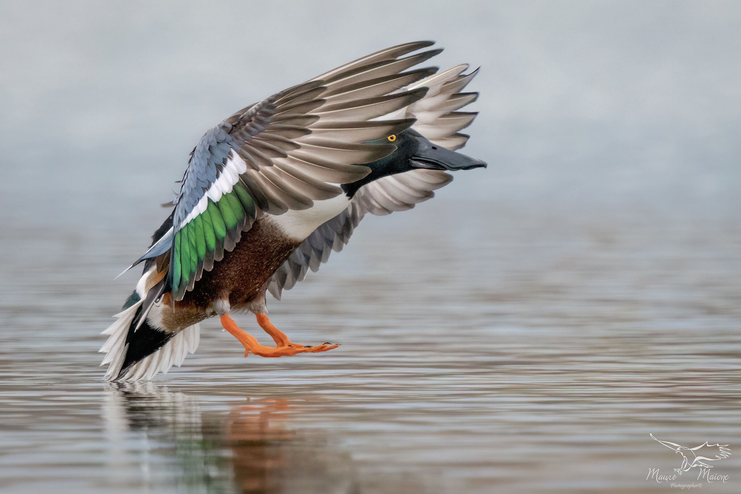 The colors of the ladle