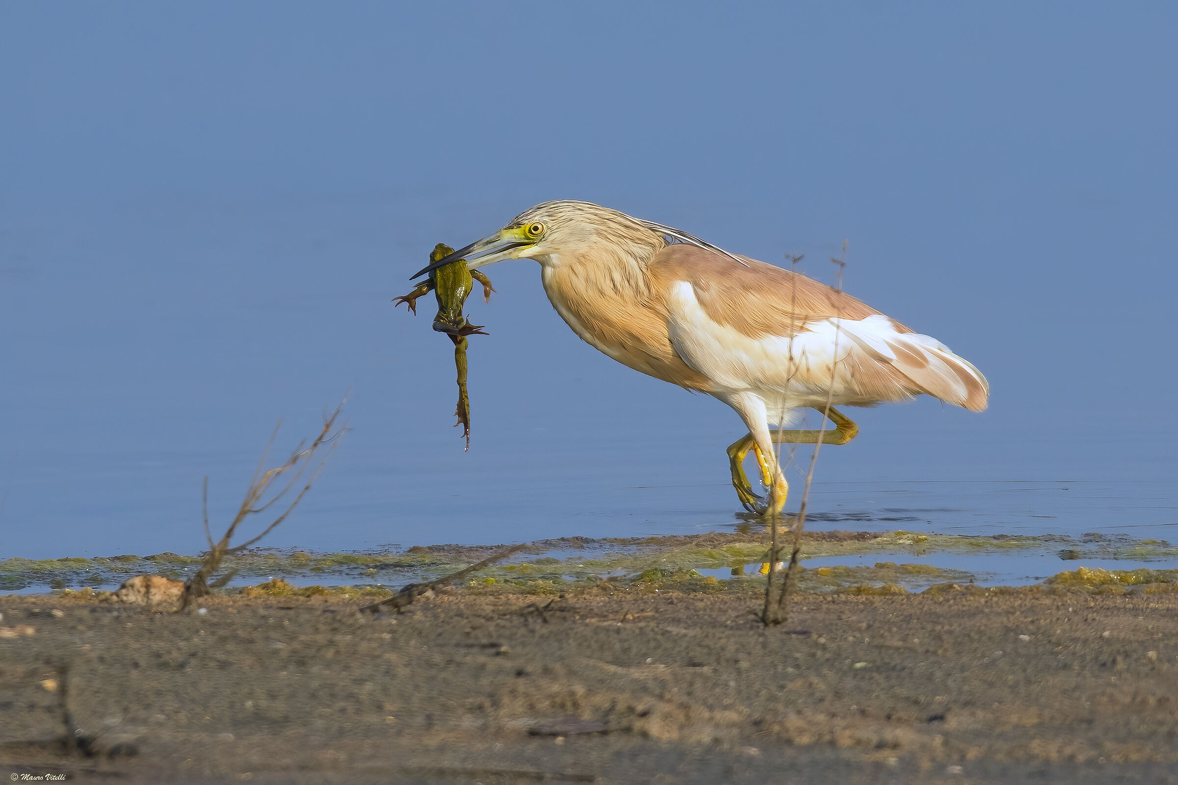 Squacco Gauze (Ardeola ralloides)