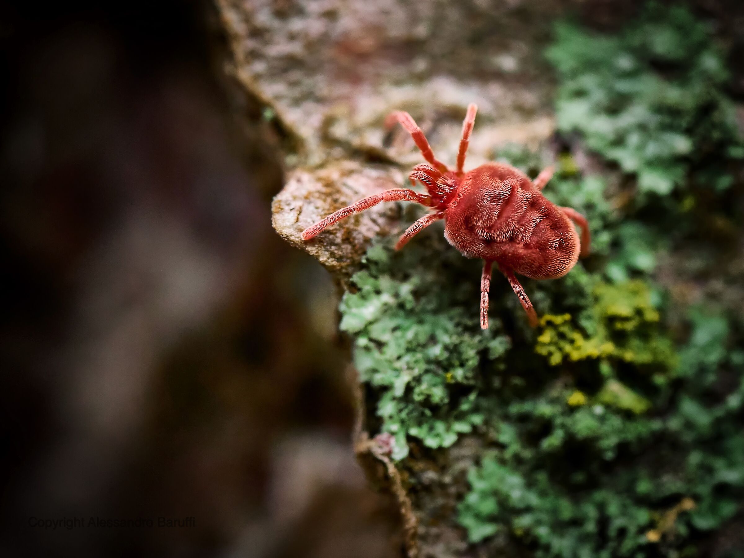 Acaro dal velluto rosso