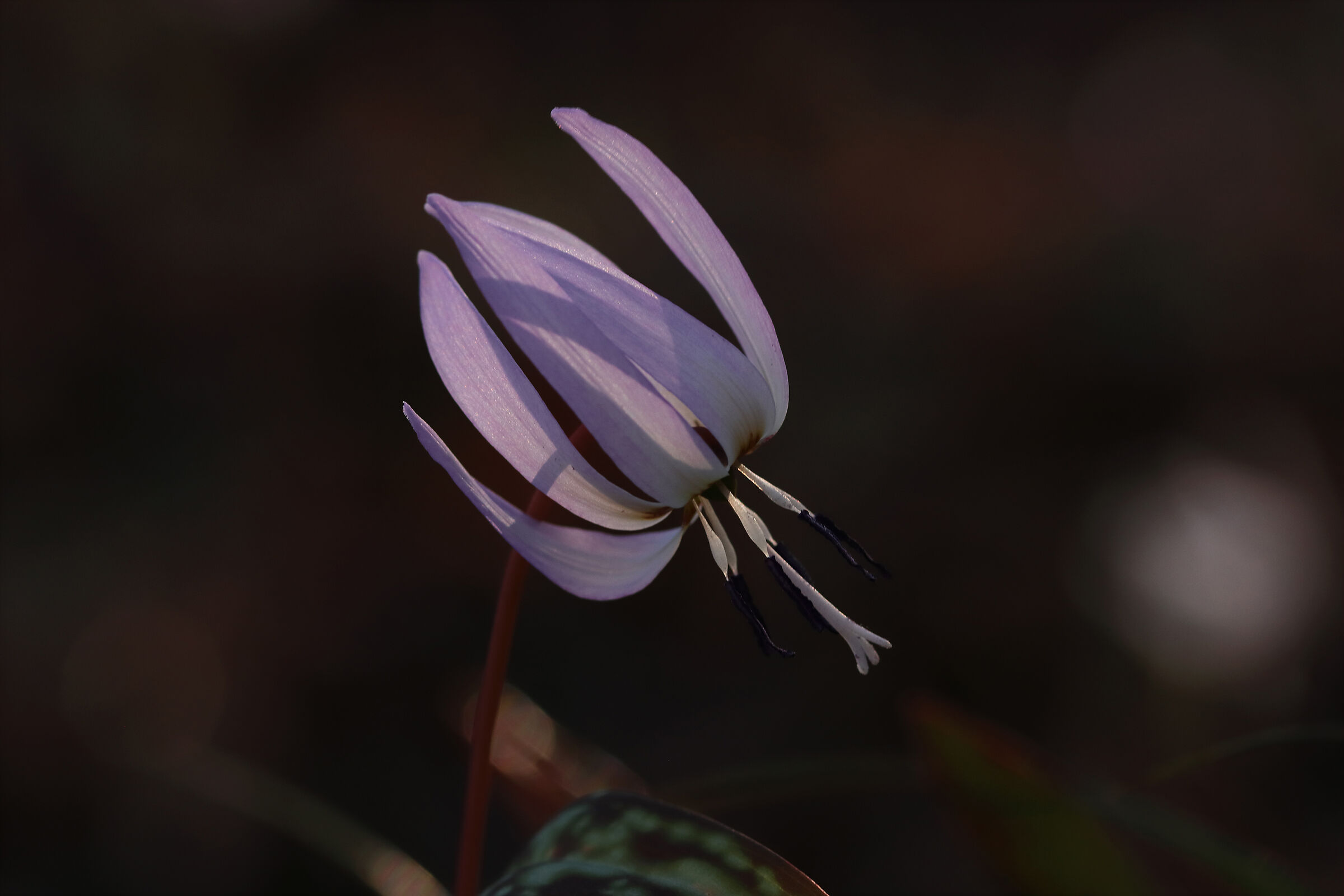 sheltered from the wind