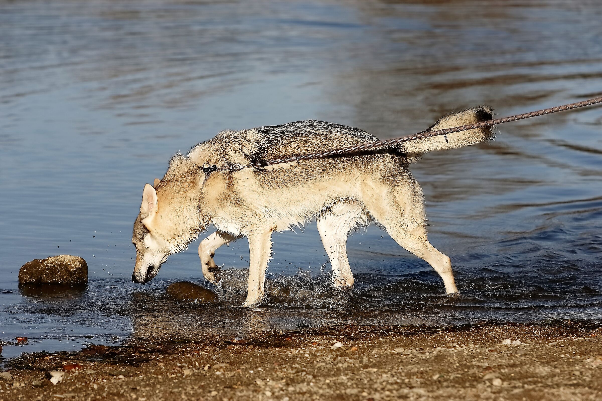 Lupo Cecos 14 gennaio 2023