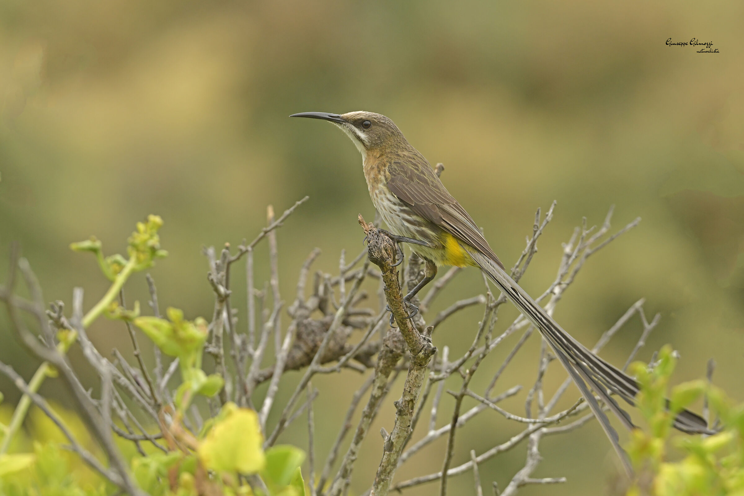 Cape nectar. (Promerops cafer)