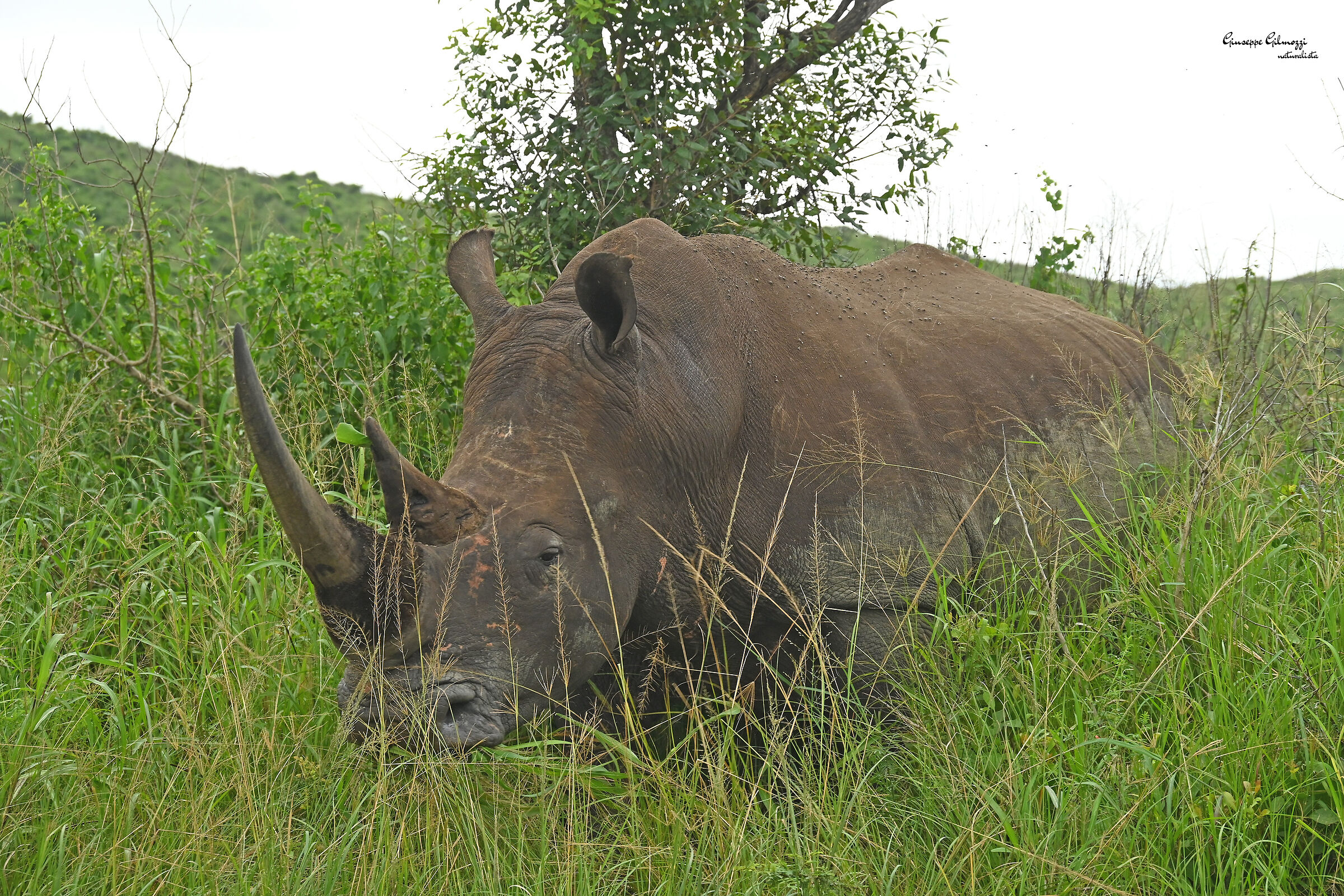Black rhino. (Diceros bicornis)