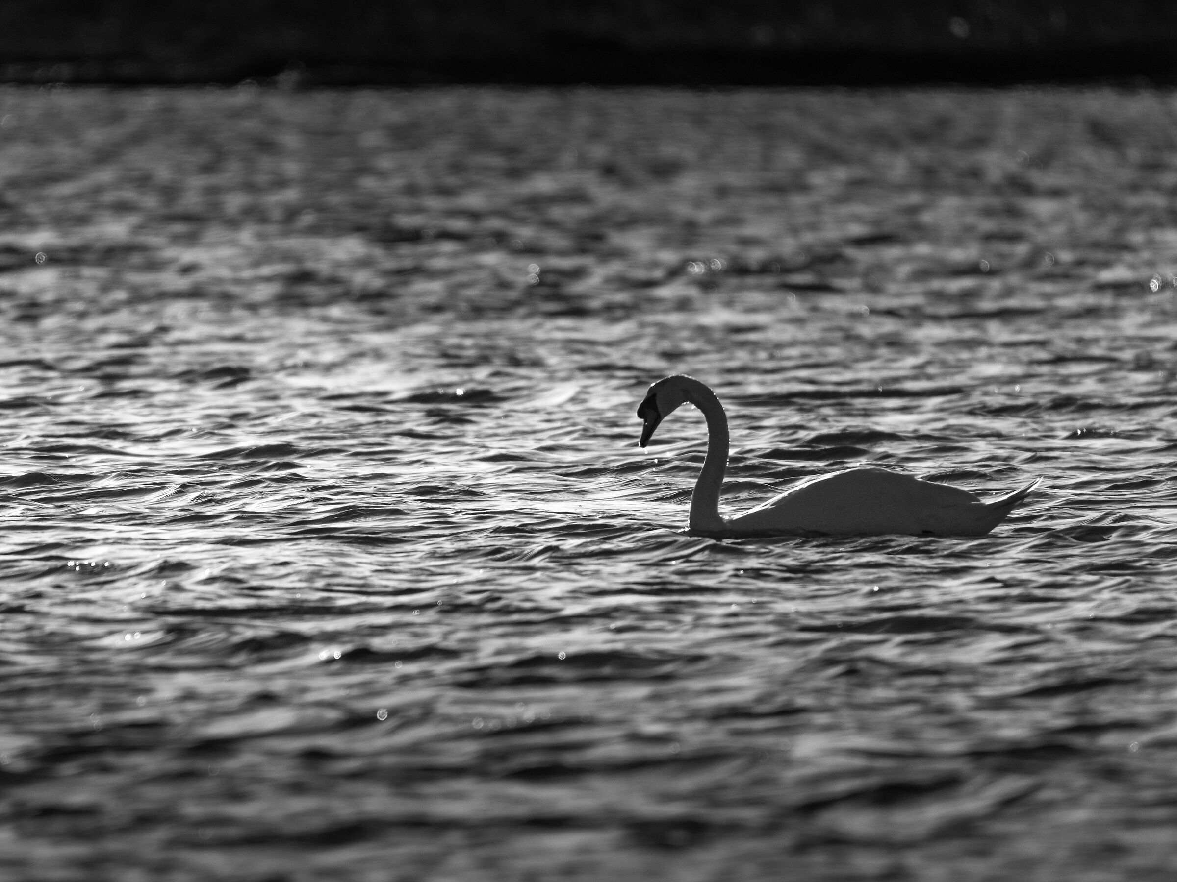 Gioco di luci in bianco e nero
