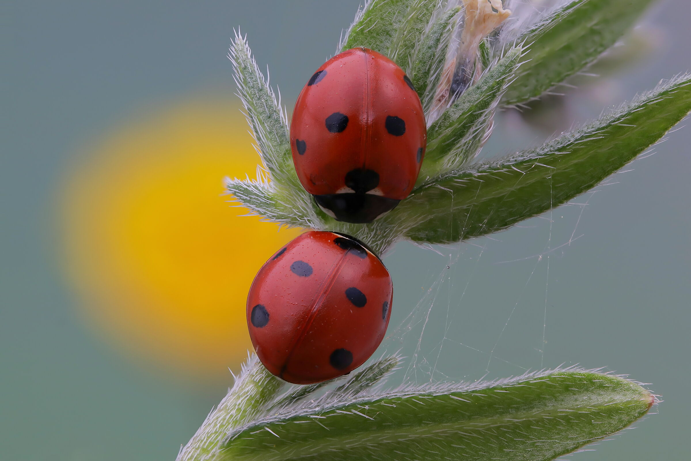 Pair of ladybugs all'aba