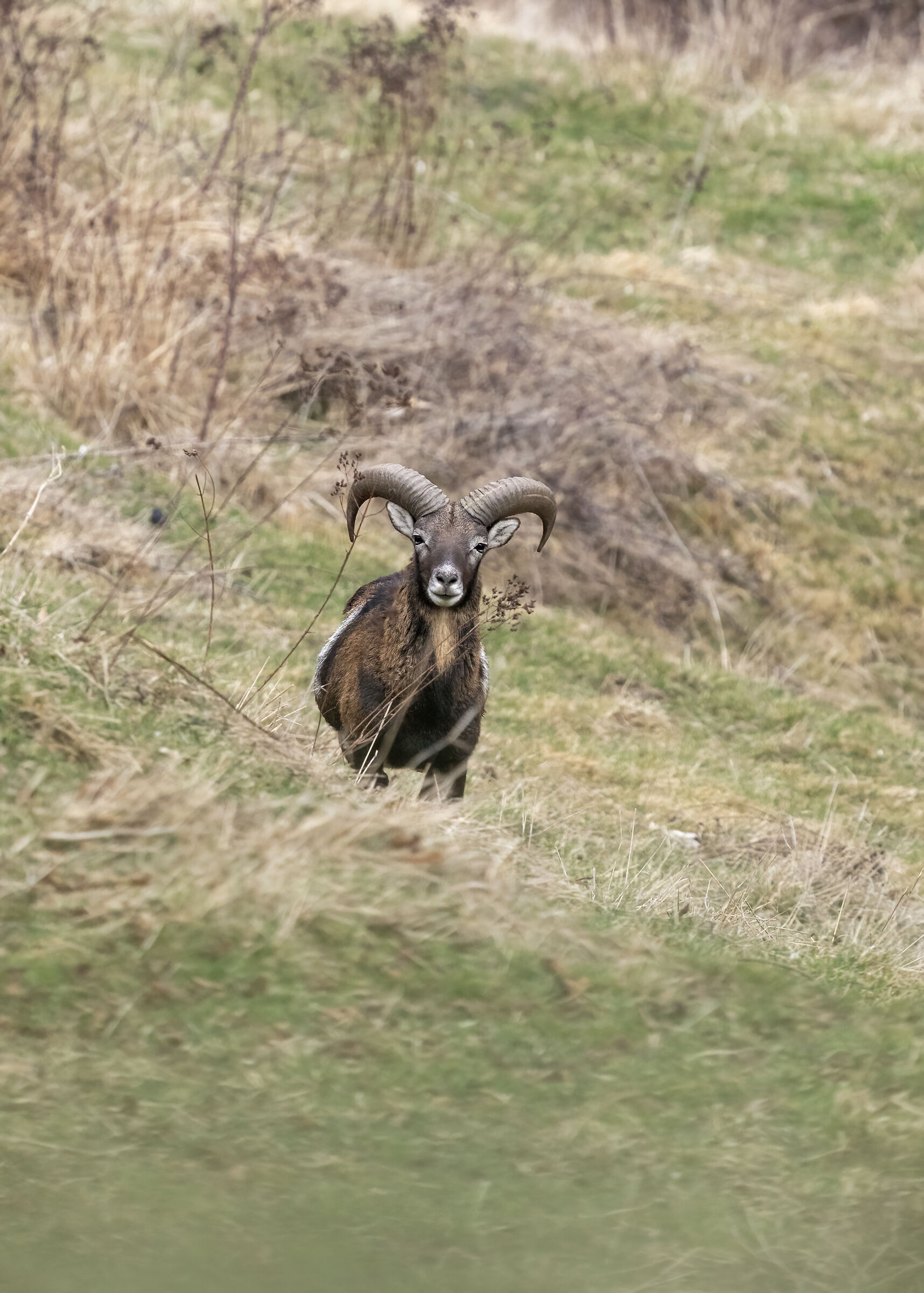 Young mouflon