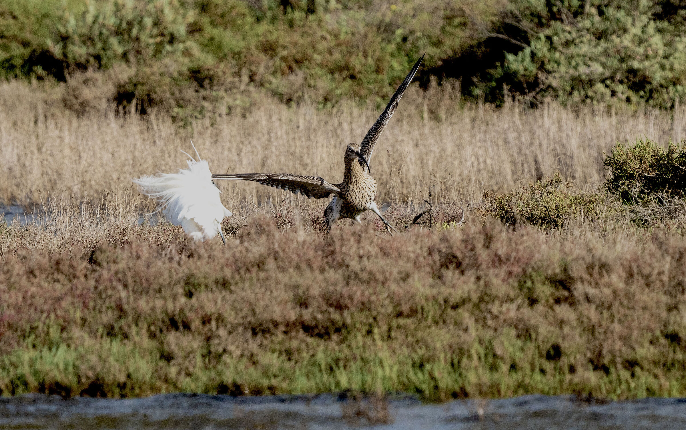 Brawl Curlew vs Egret