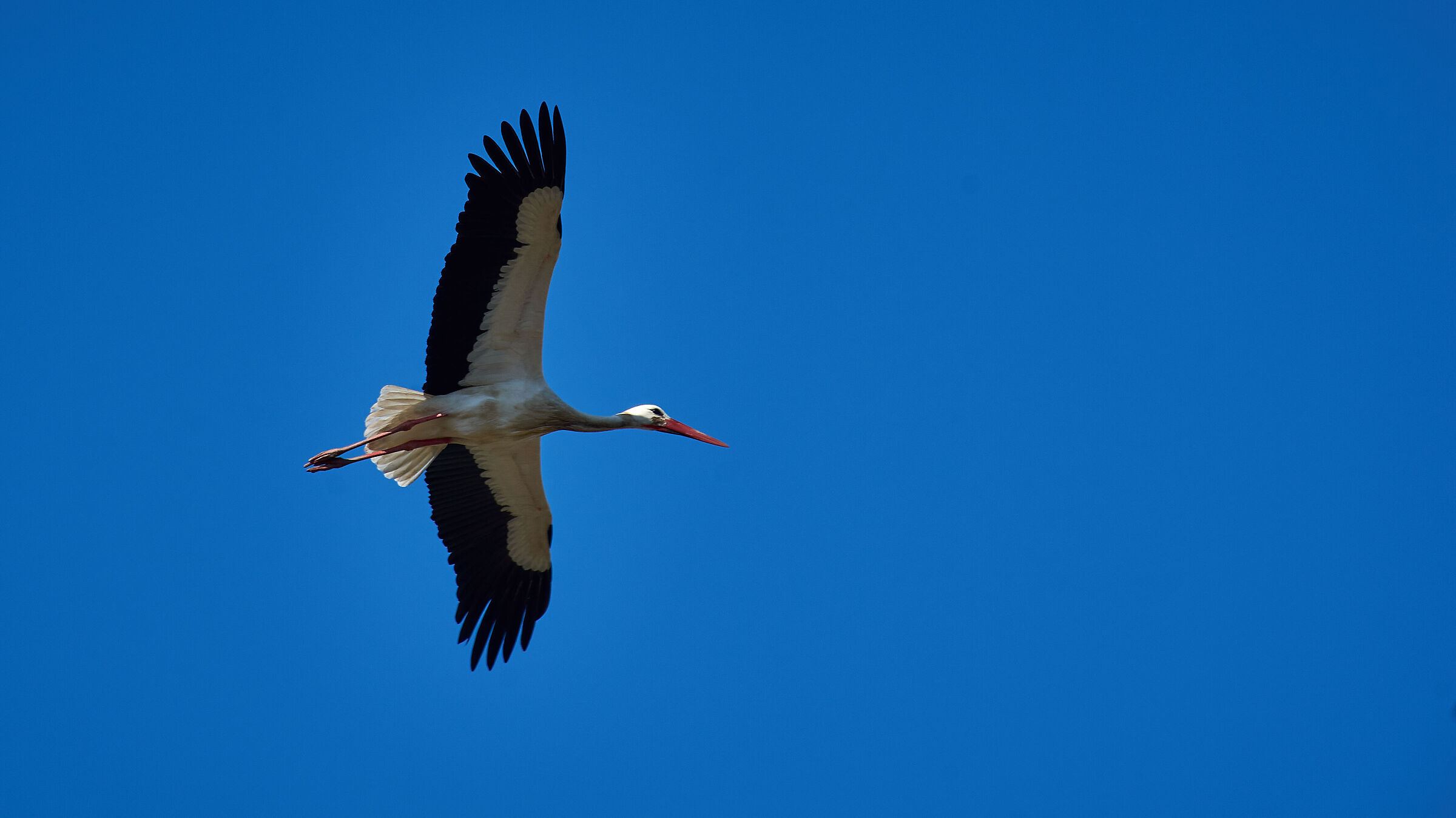 Stork in glide