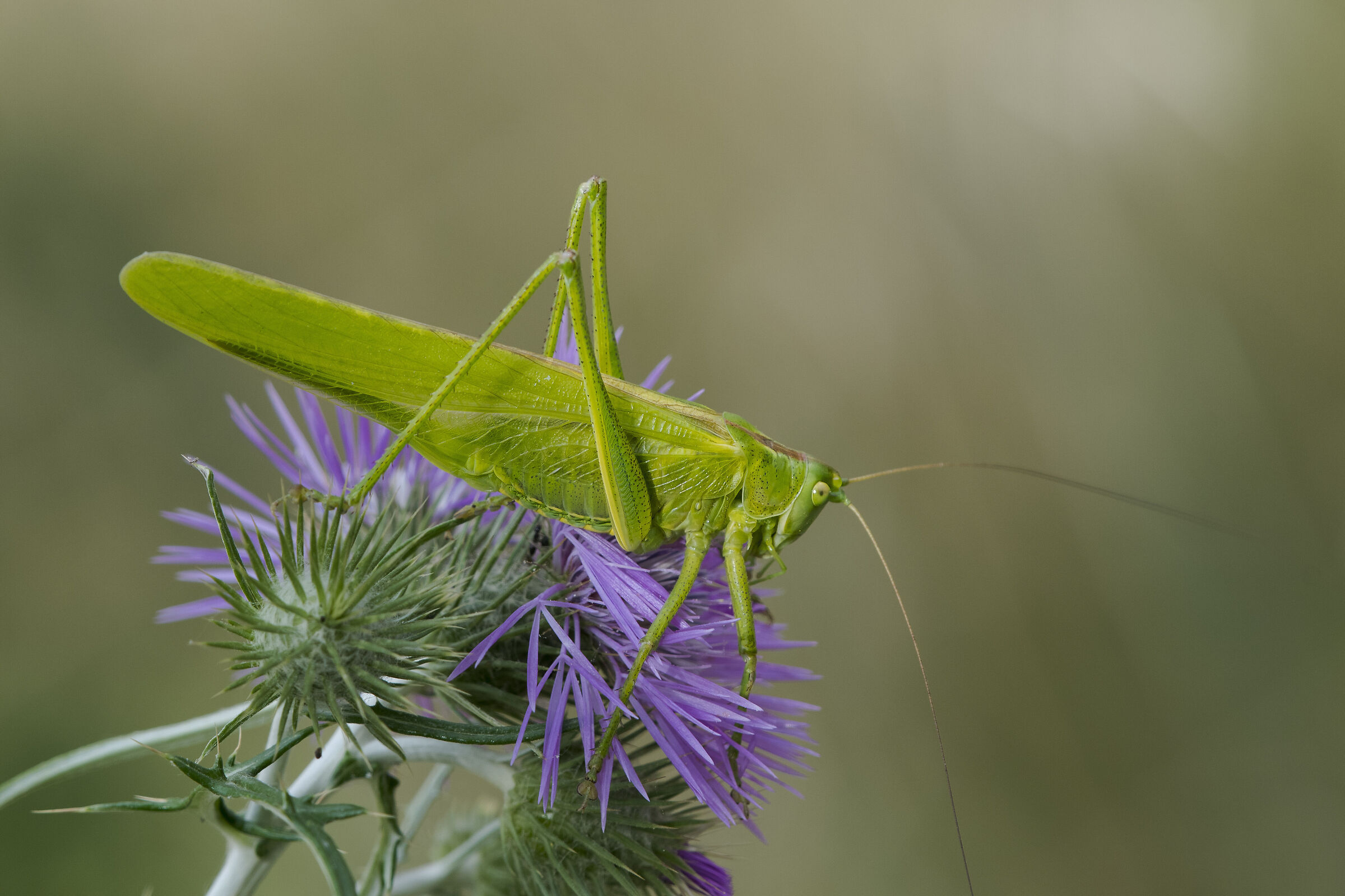 Green locust (Tettigonia viridissima)