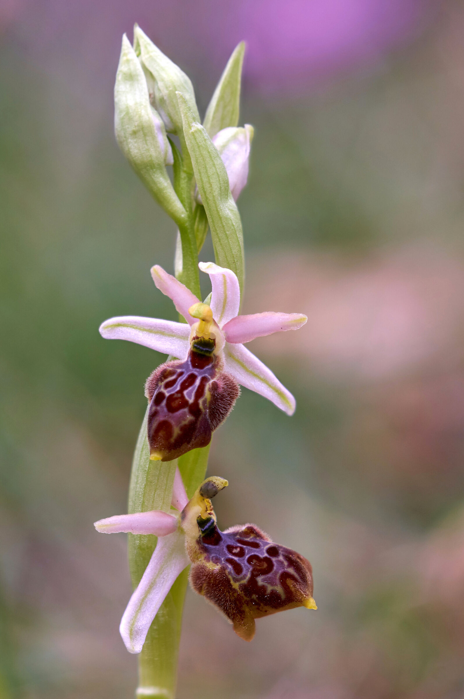 Ophrys exaltata subsp. montis-leonis