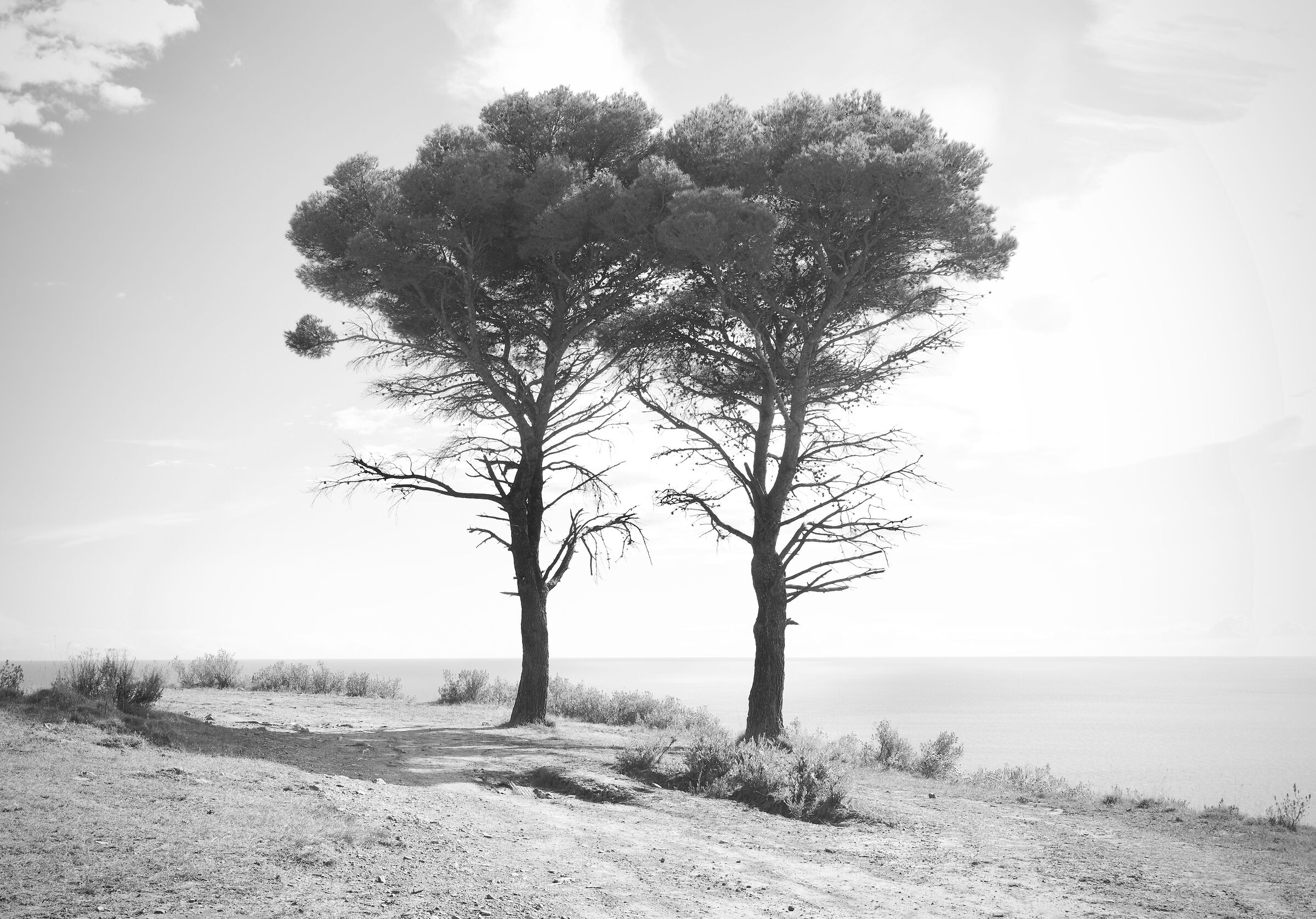 Pines with central symmetry