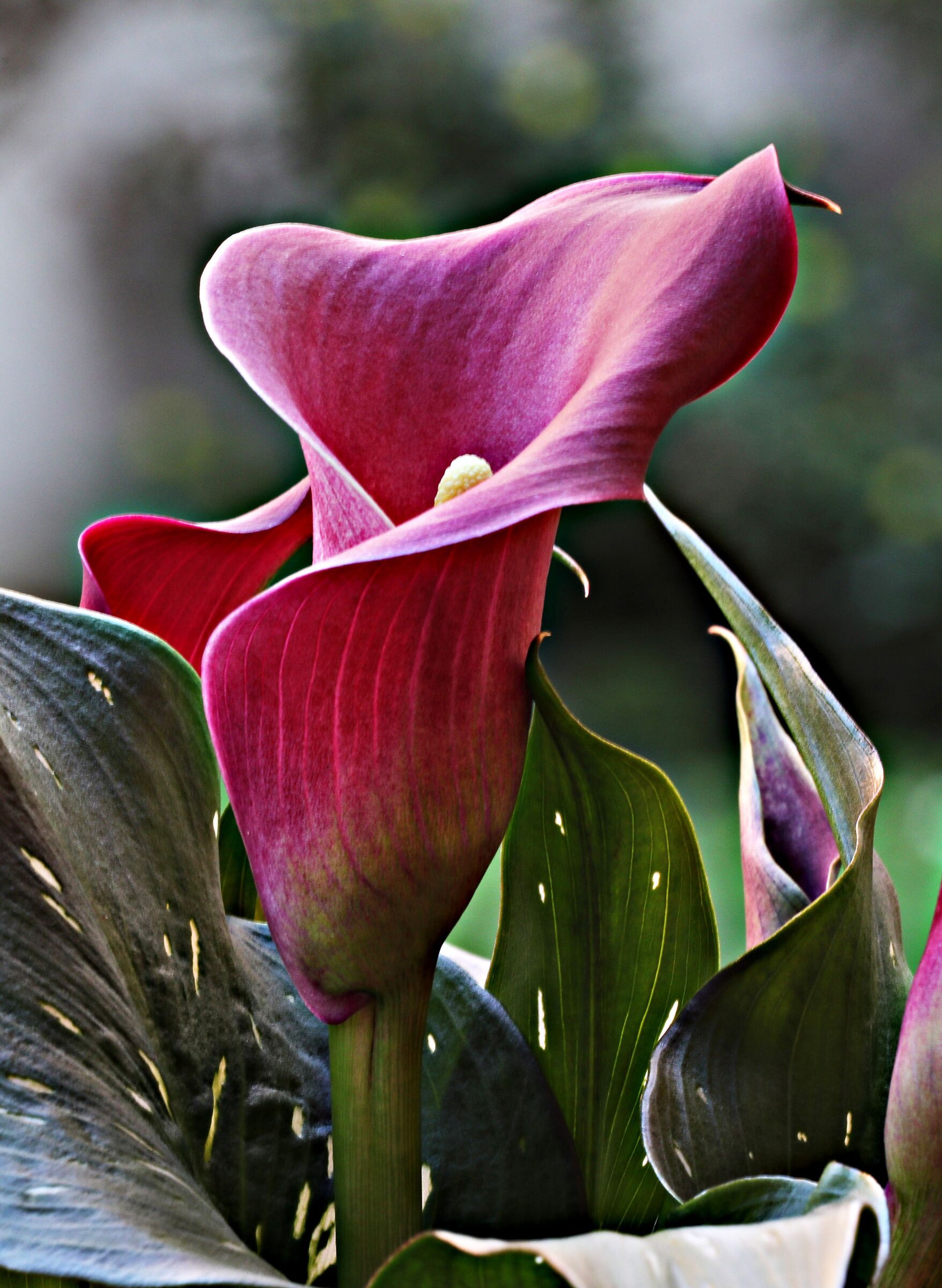 Calla