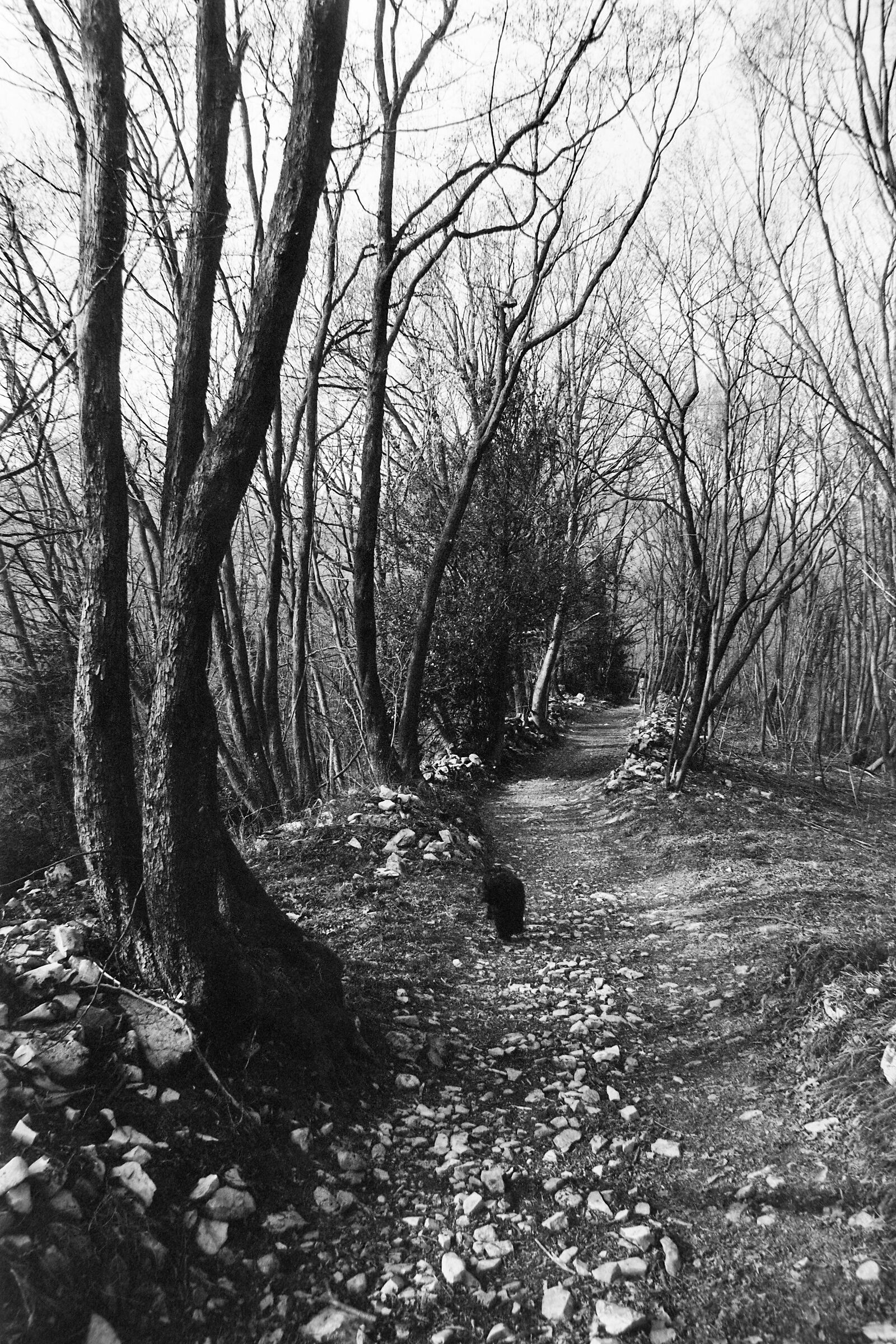 Dry path 2