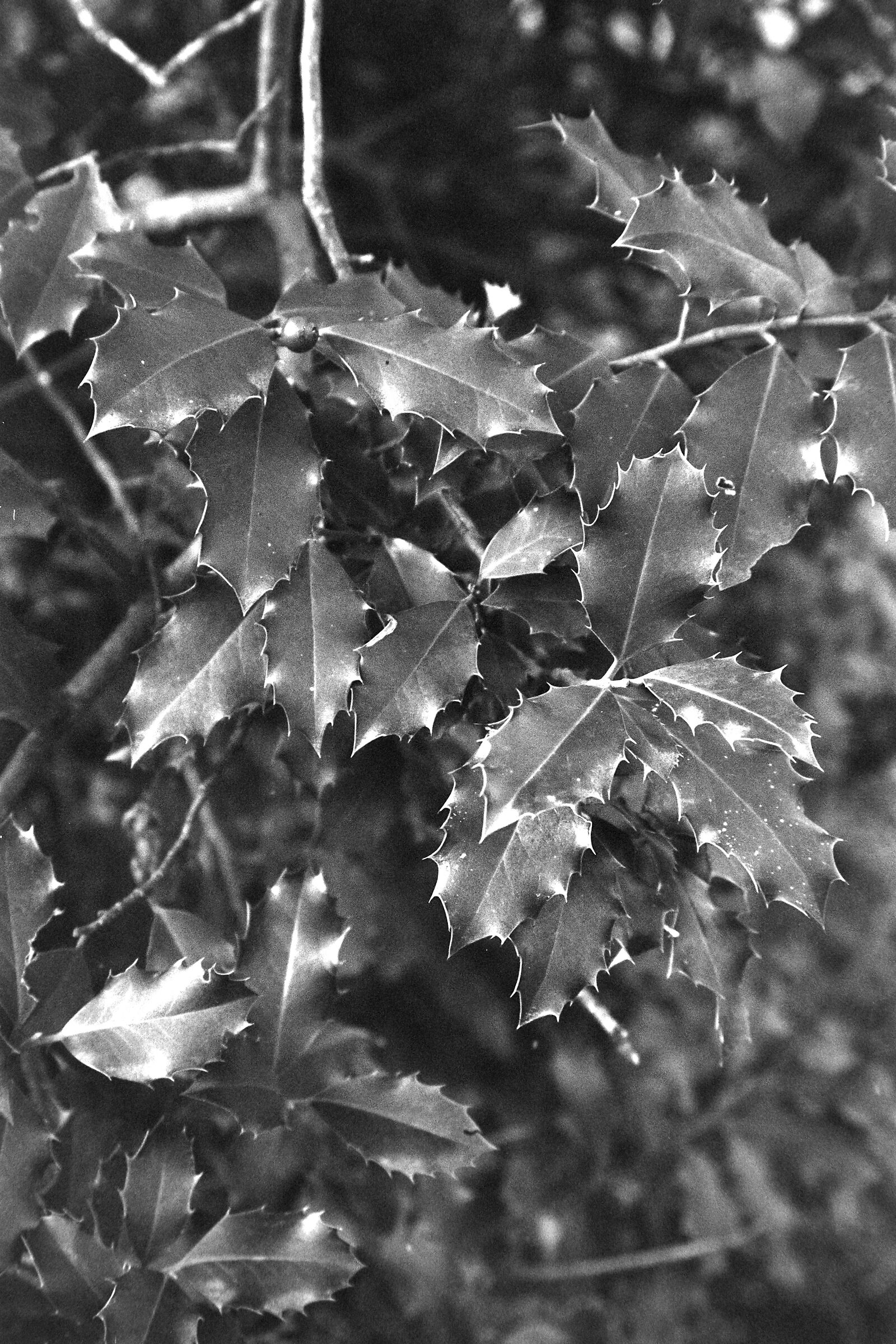Butcher's broom with red berries