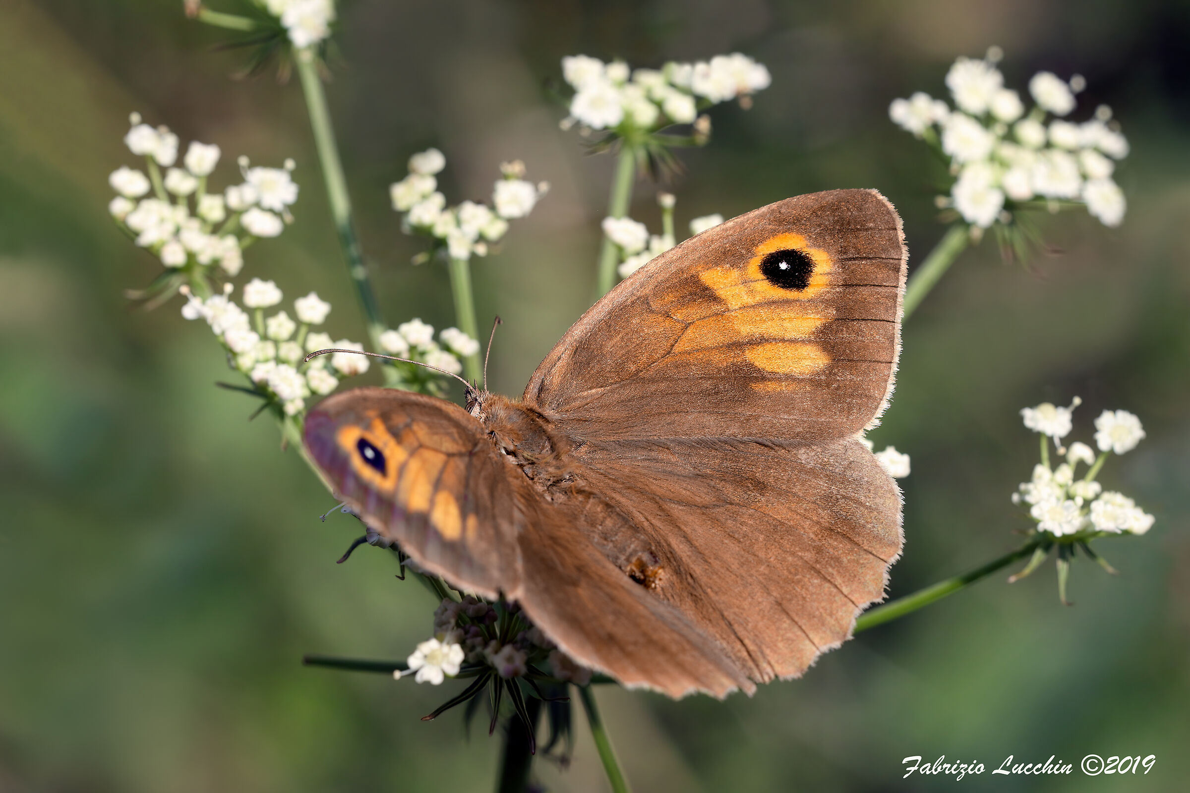 Maniola jurtina