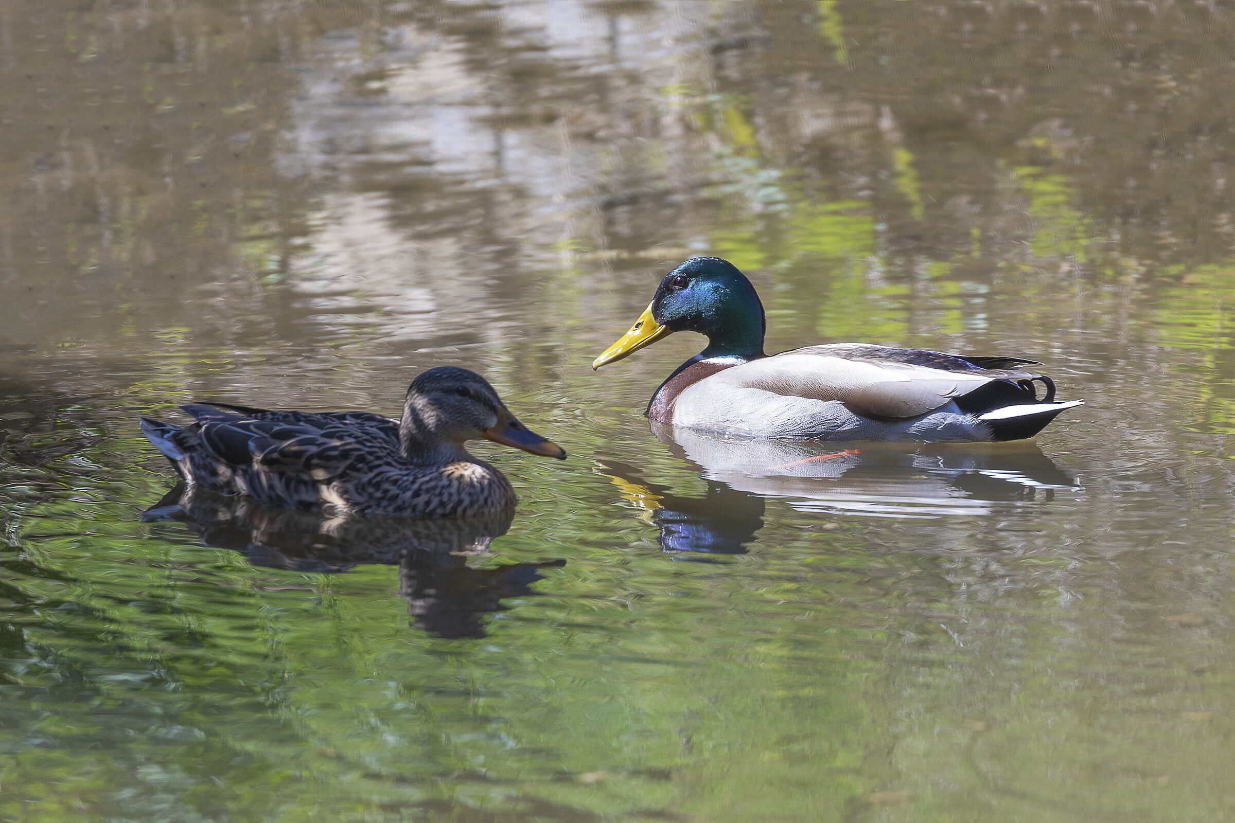 Mallard - Spring Engagements