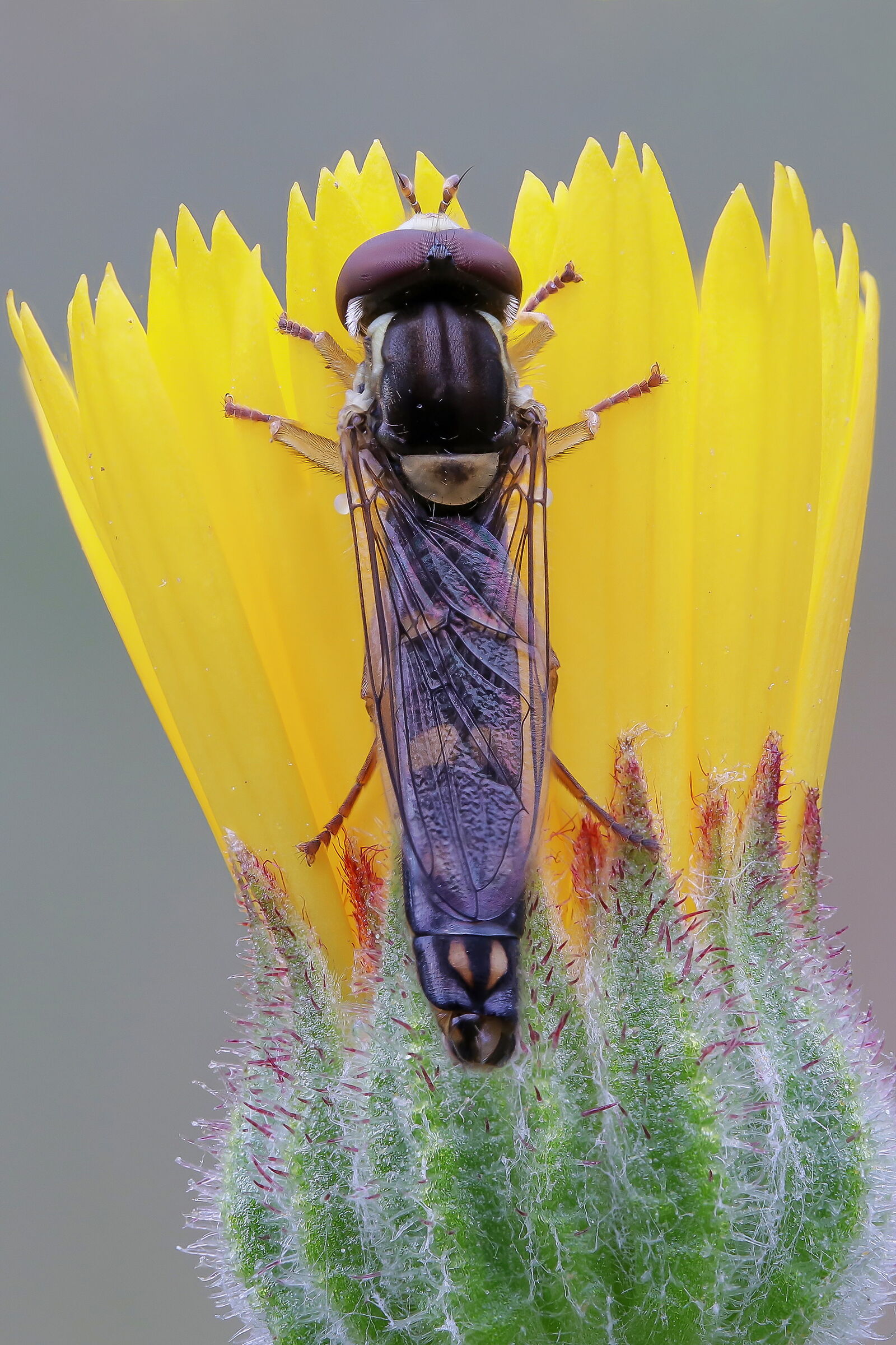 Sphaerophoria scripta male