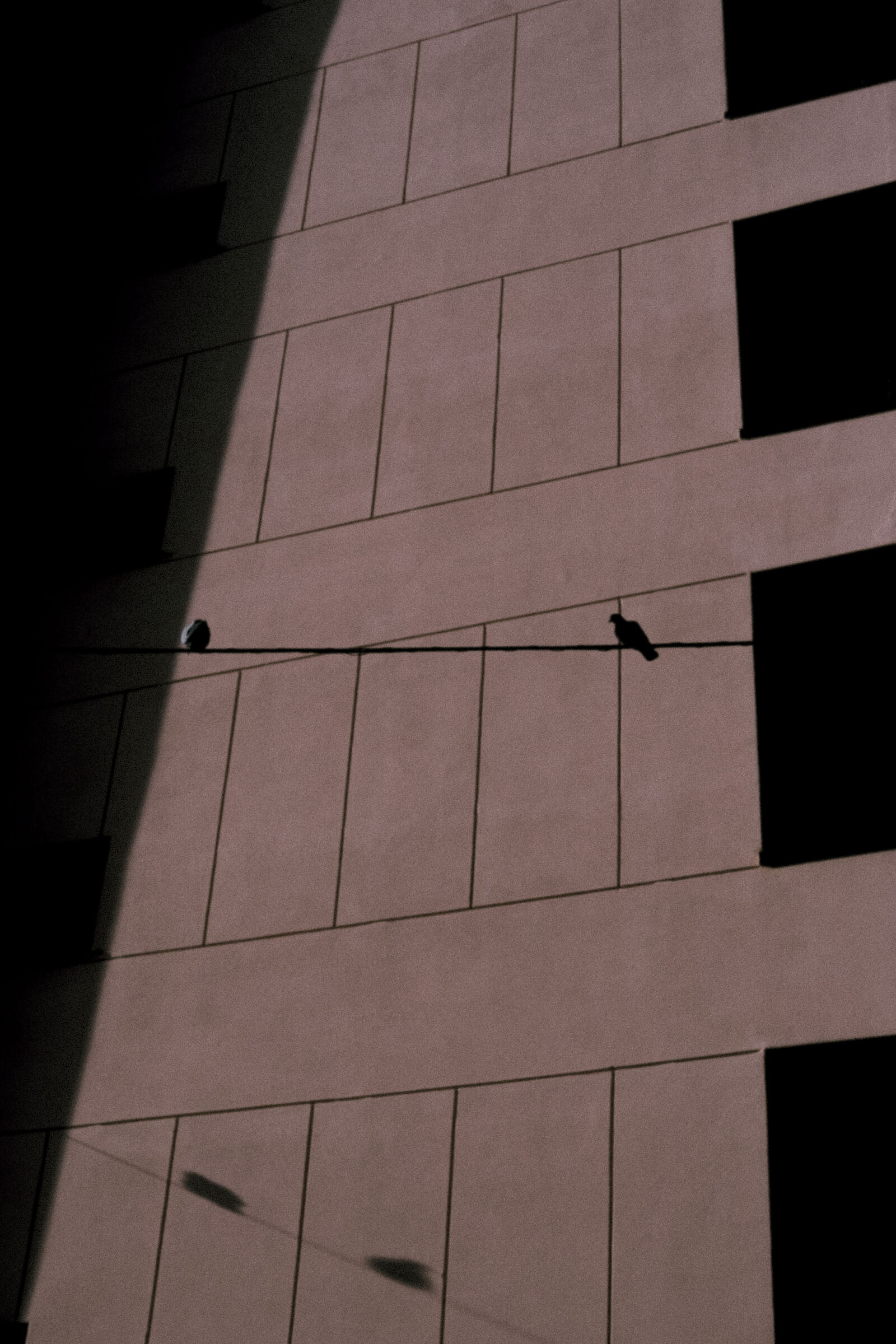 Piccioni e geometrie