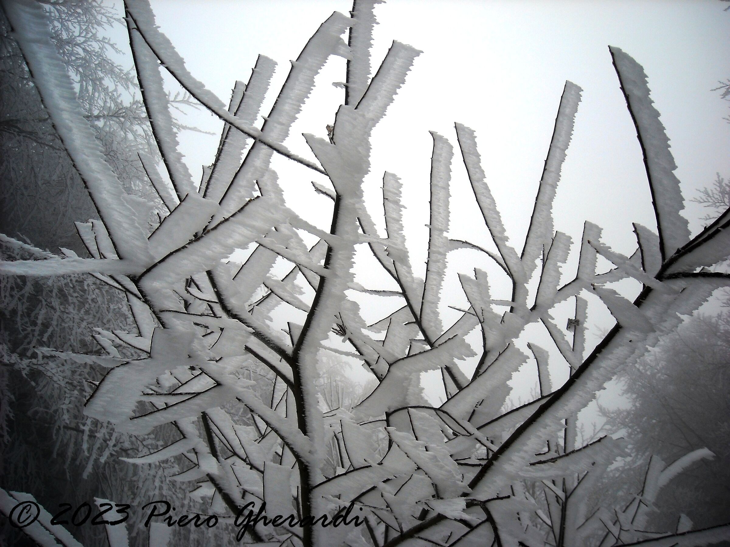 Neve