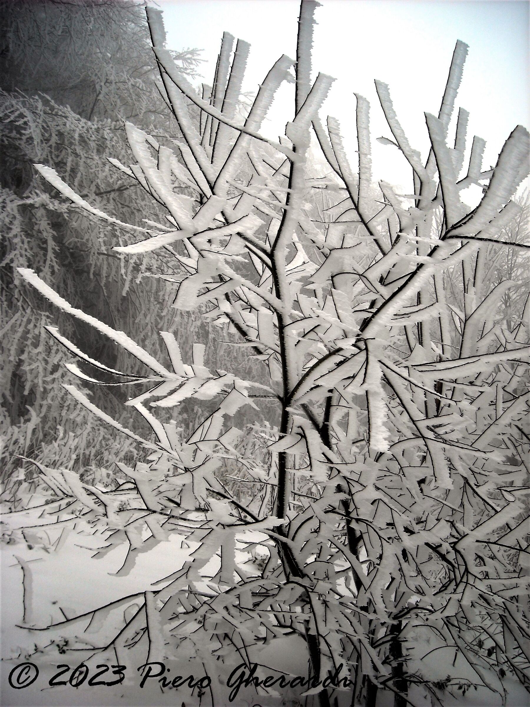 Neve