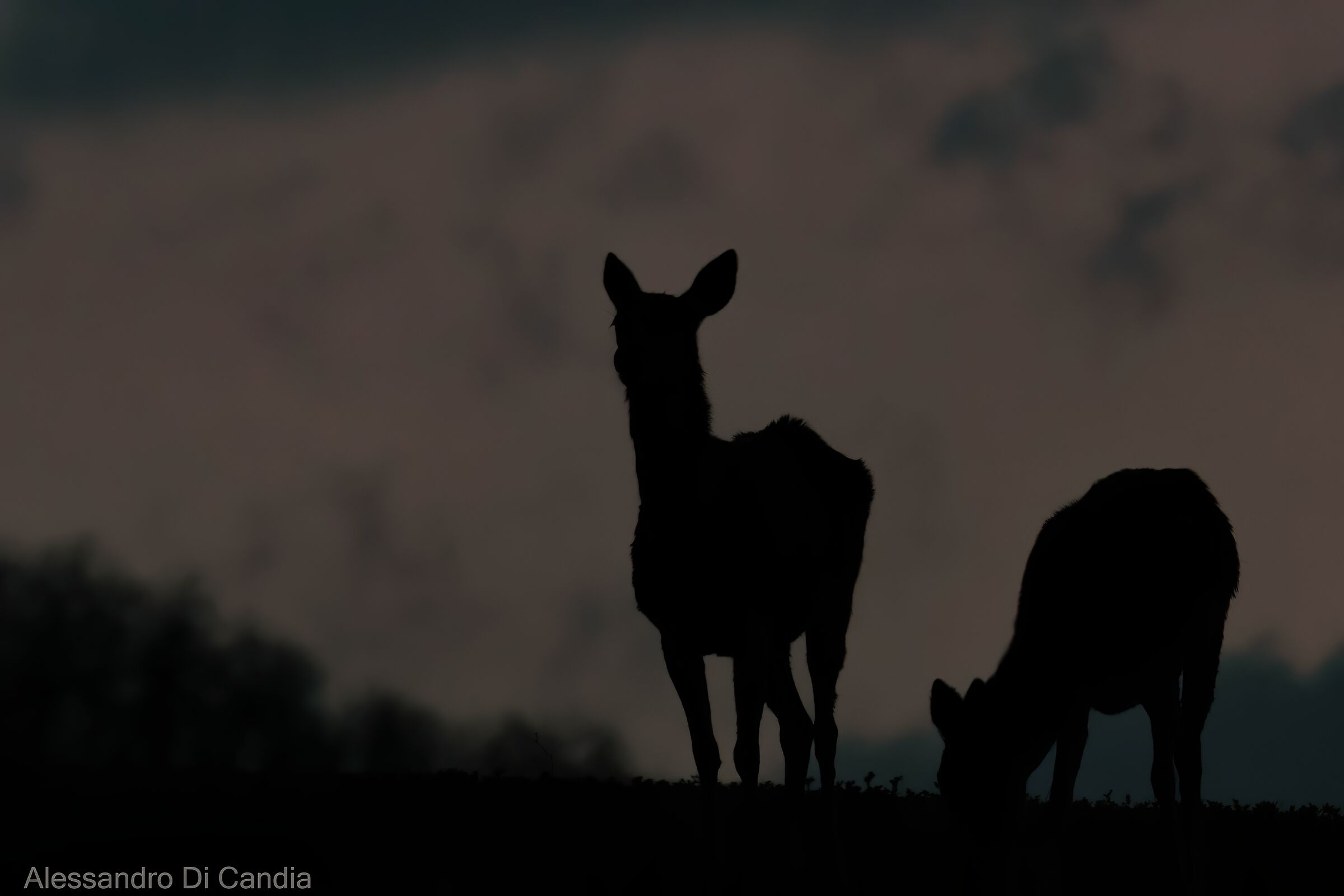 Silhoutte di Cervo