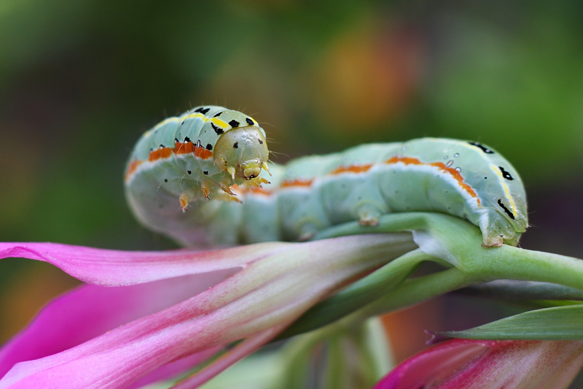 UGO THE caterpillar ;)