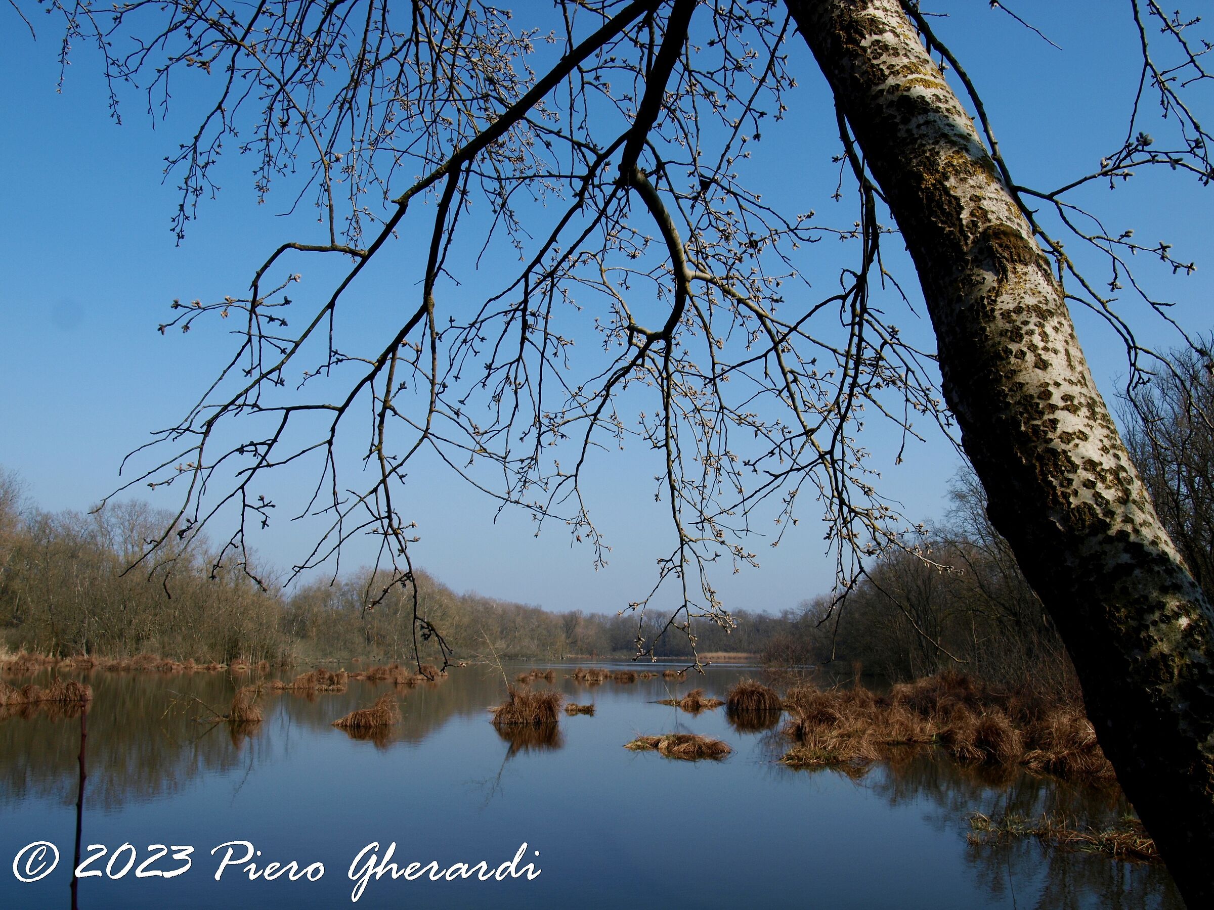 Punte Alberete