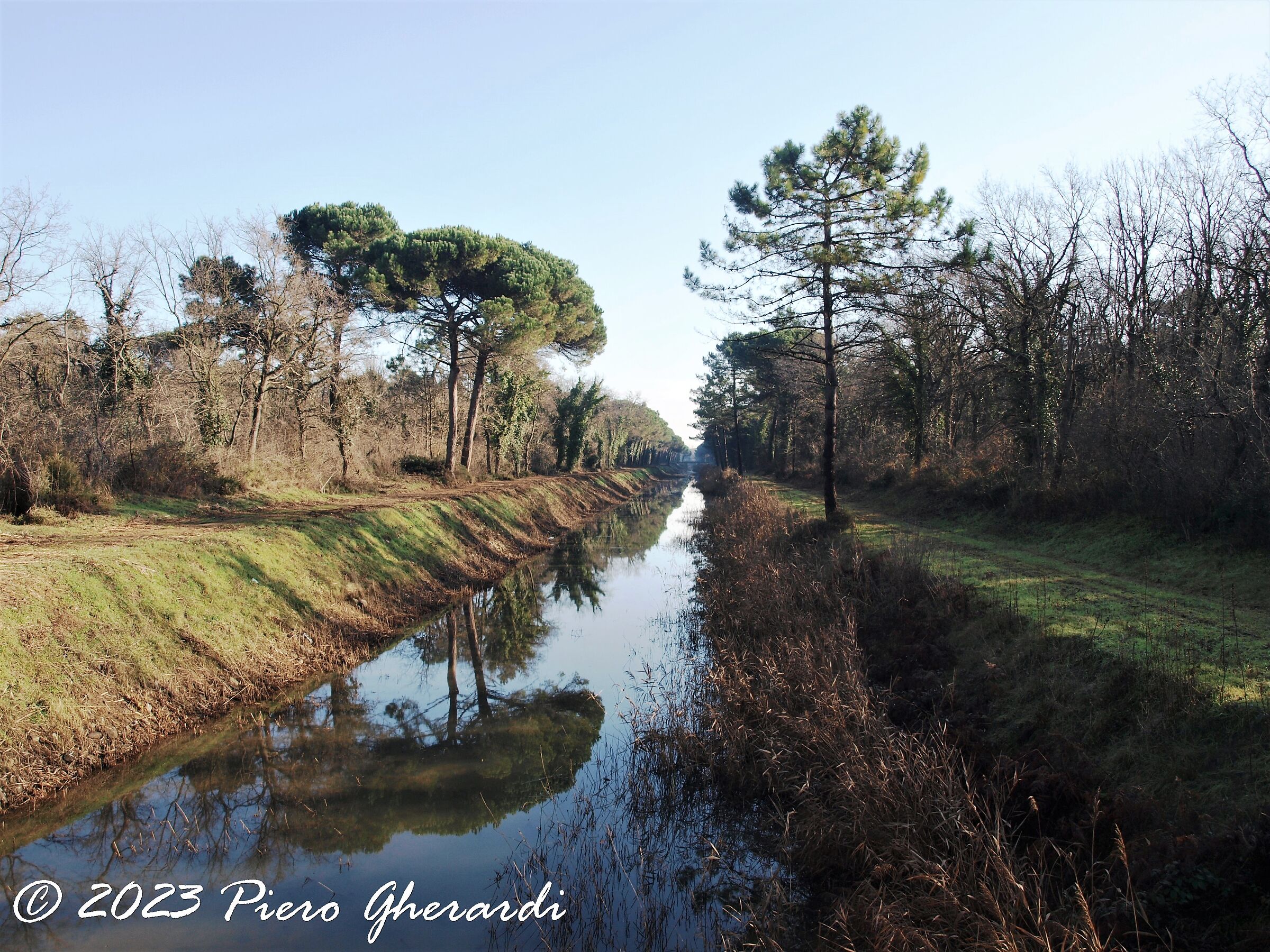 Pineta