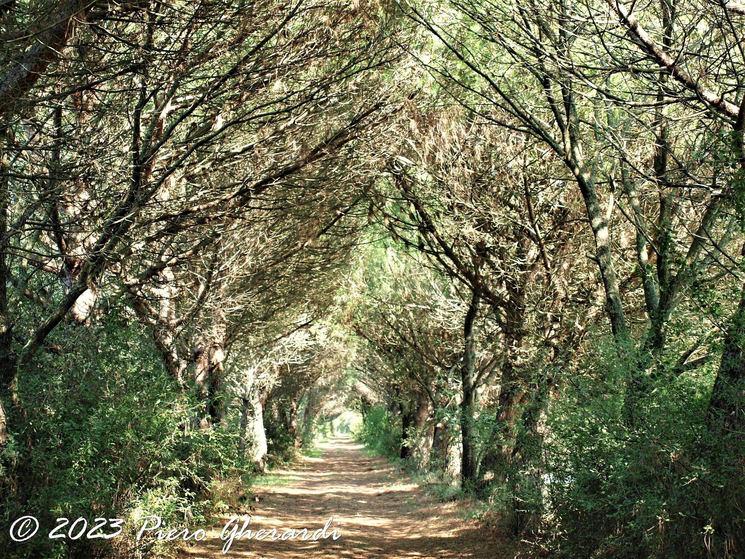 Pineta