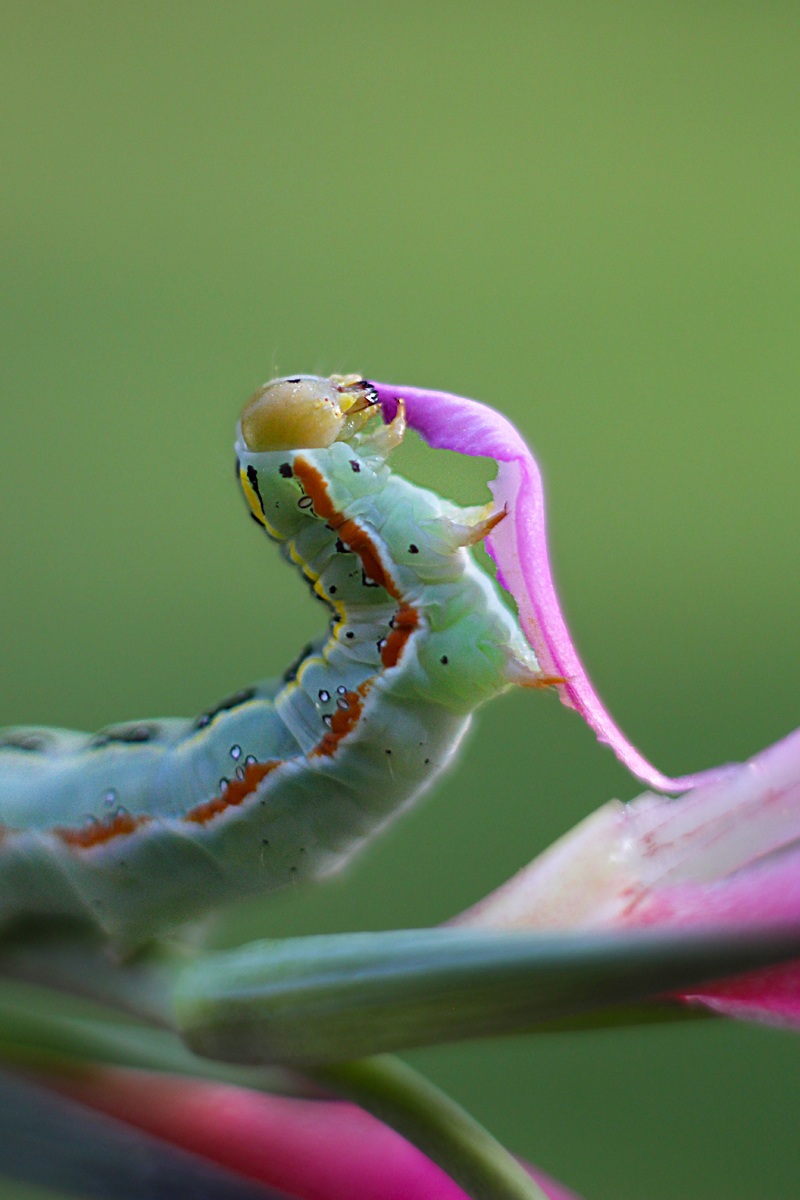 UGO THE caterpillar ;)